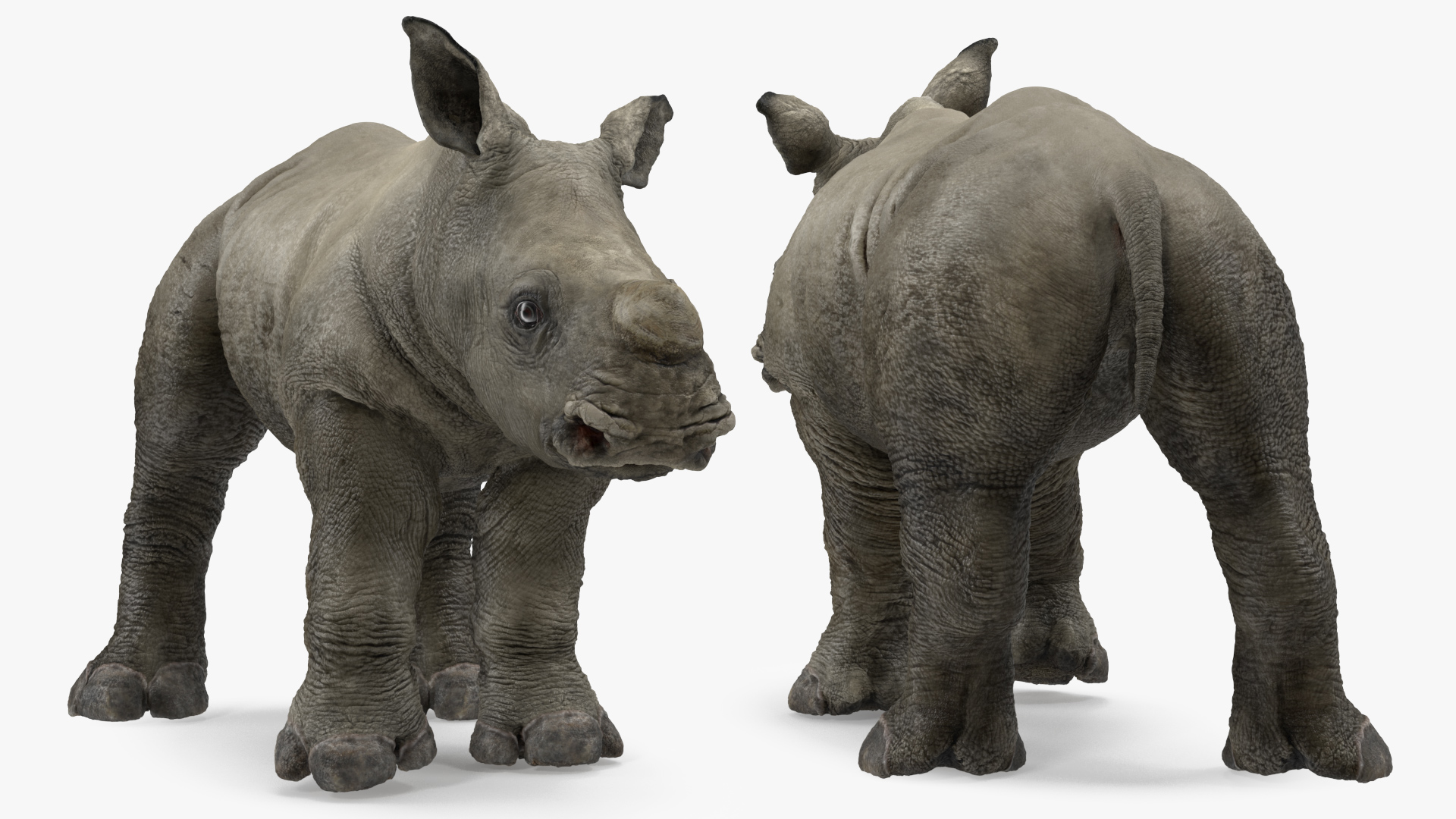 Baby Rhino Standing Pose 3D model