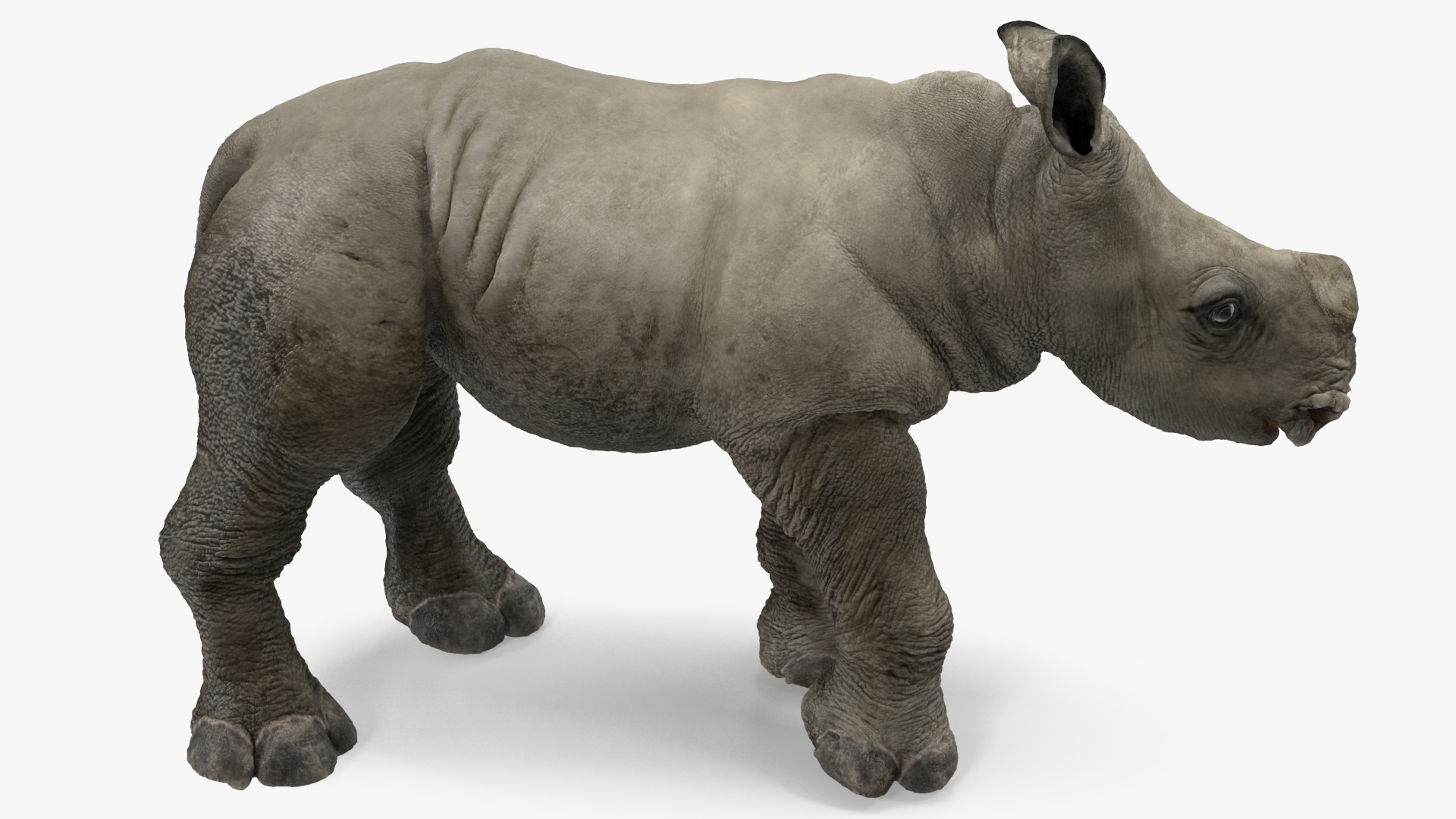 Baby Rhino Standing Pose 3D model