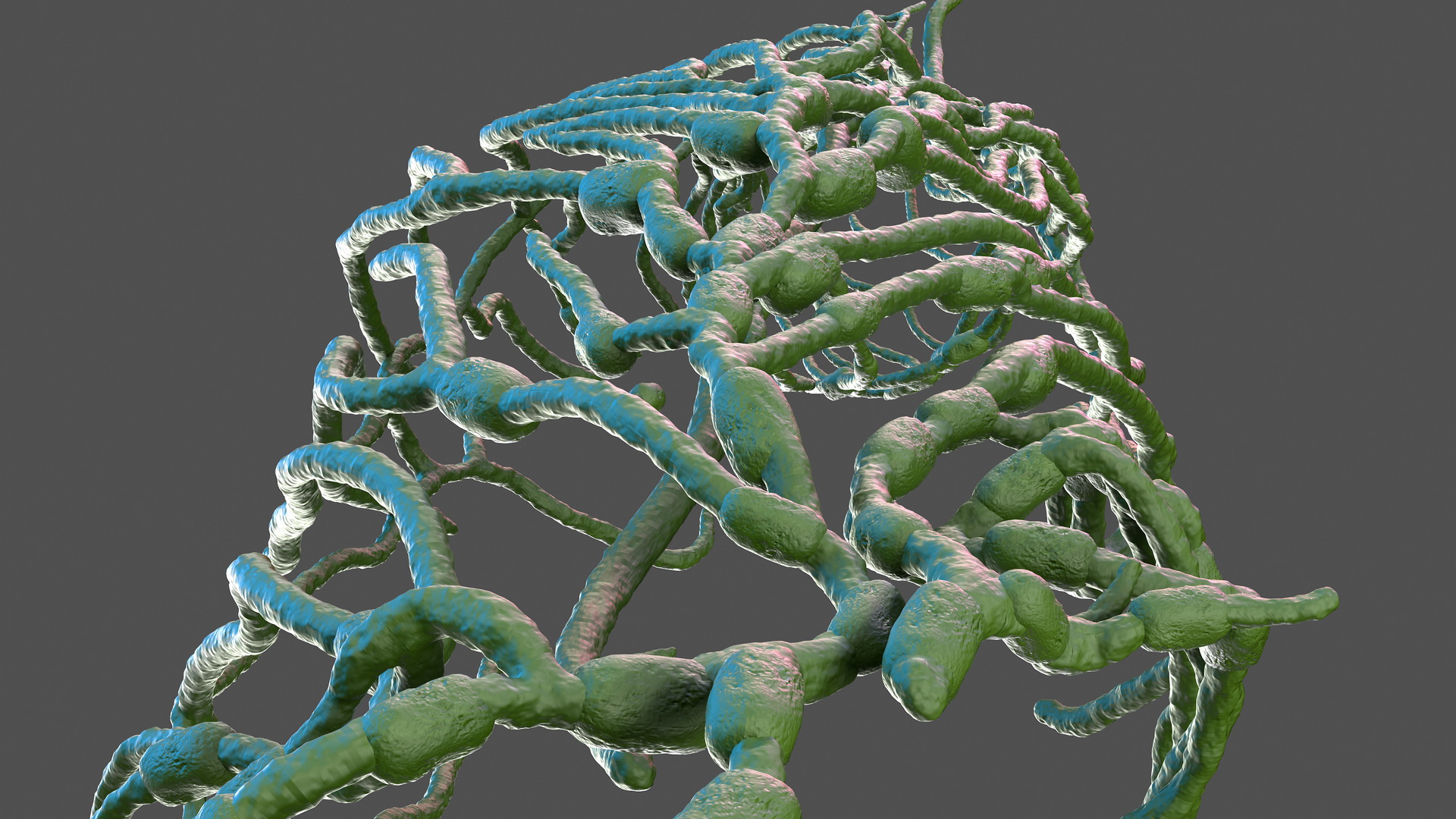 3D Human Leg Lymphatic System