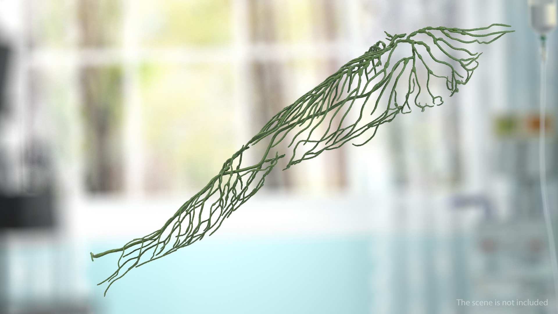 3D Human Leg Lymphatic System