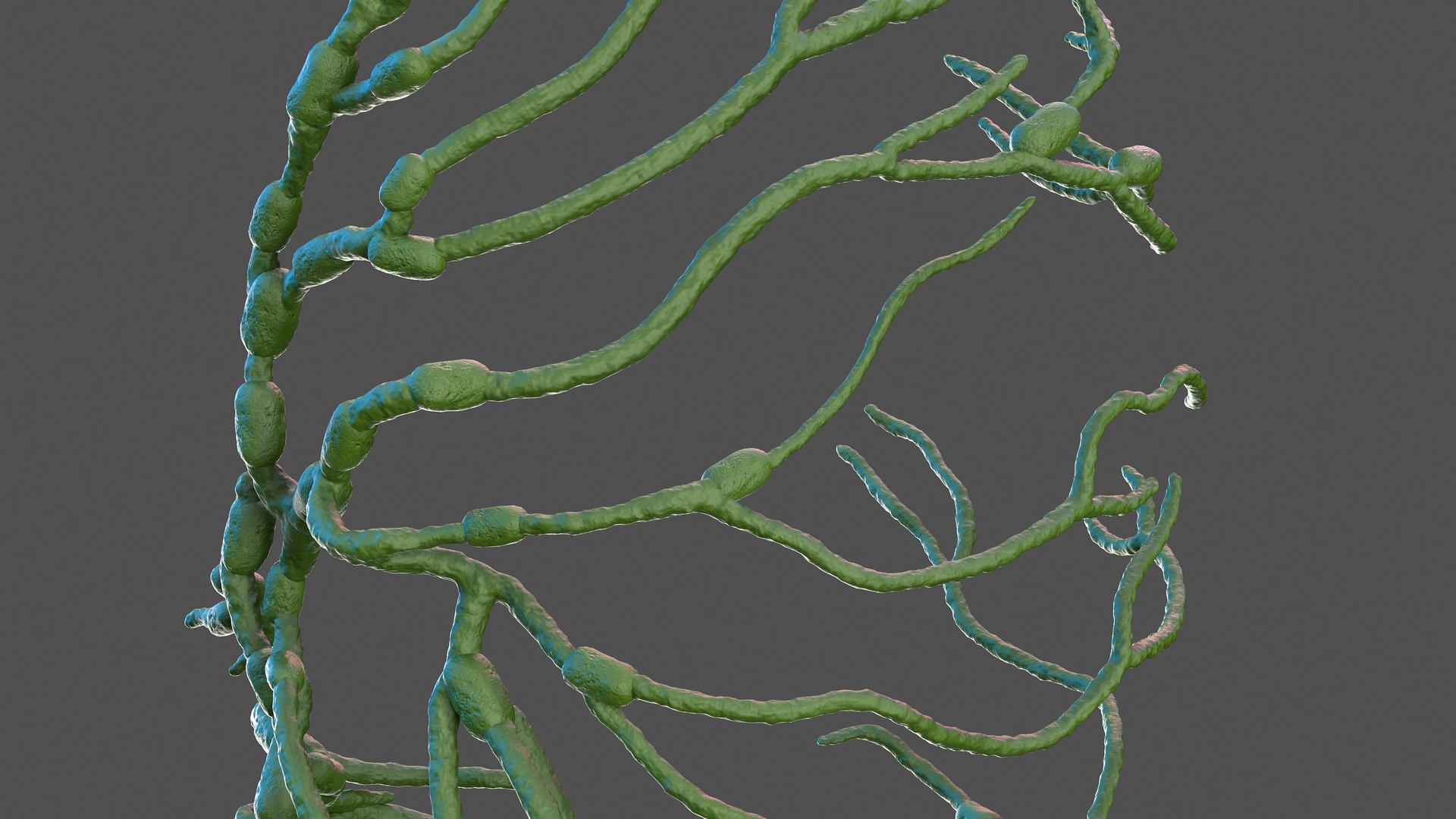 3D Human Leg Lymphatic System