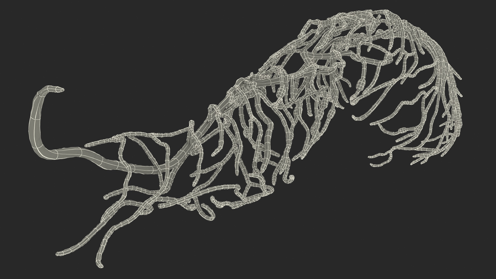 3D Human Leg Lymphatic System