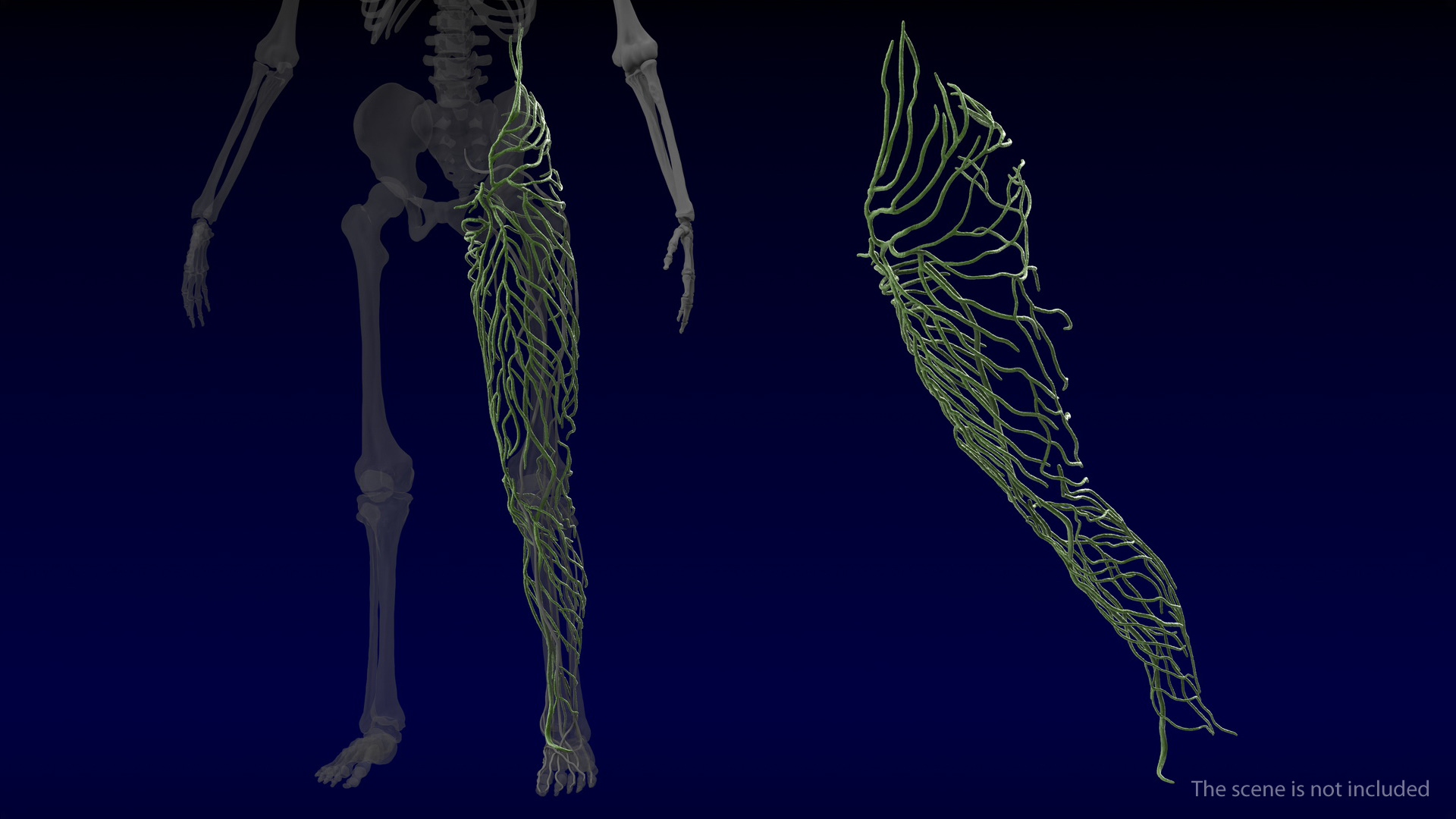 3D Human Leg Lymphatic System