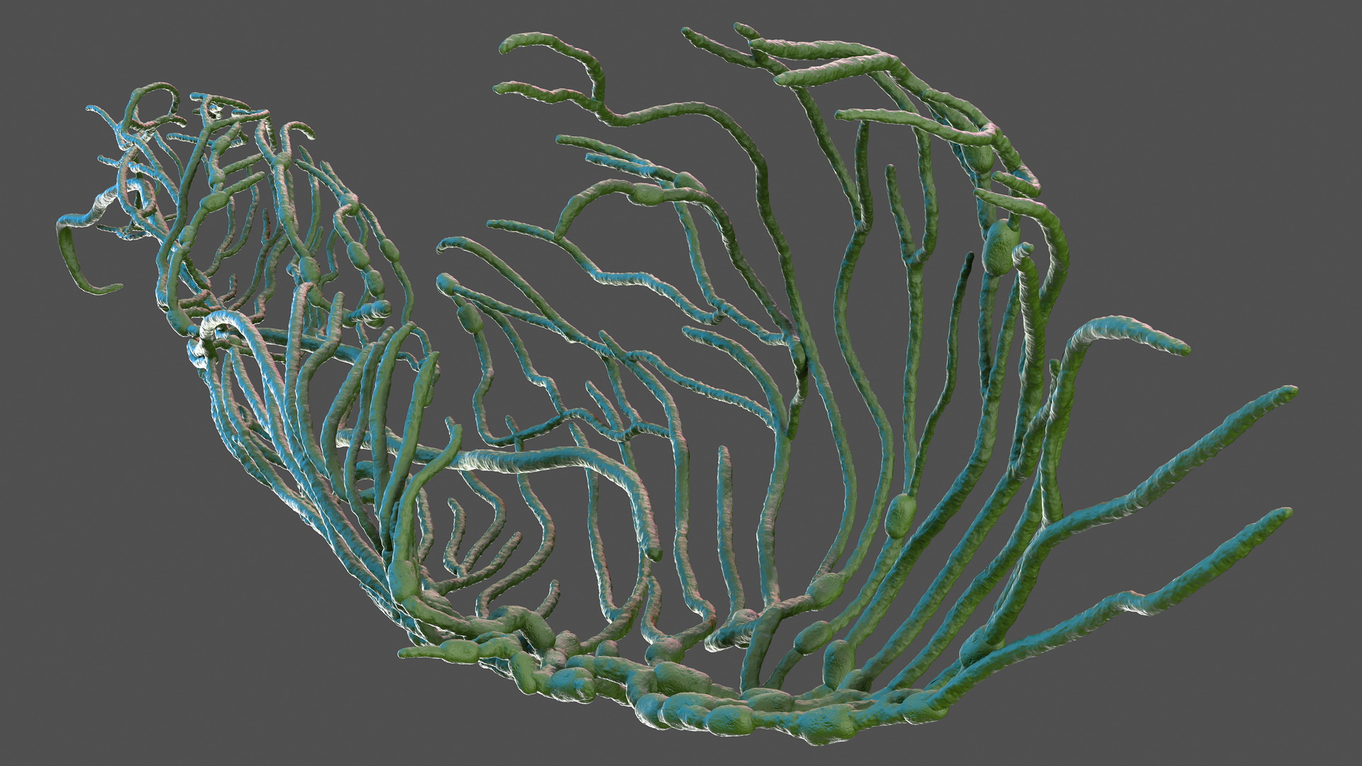 3D Human Leg Lymphatic System