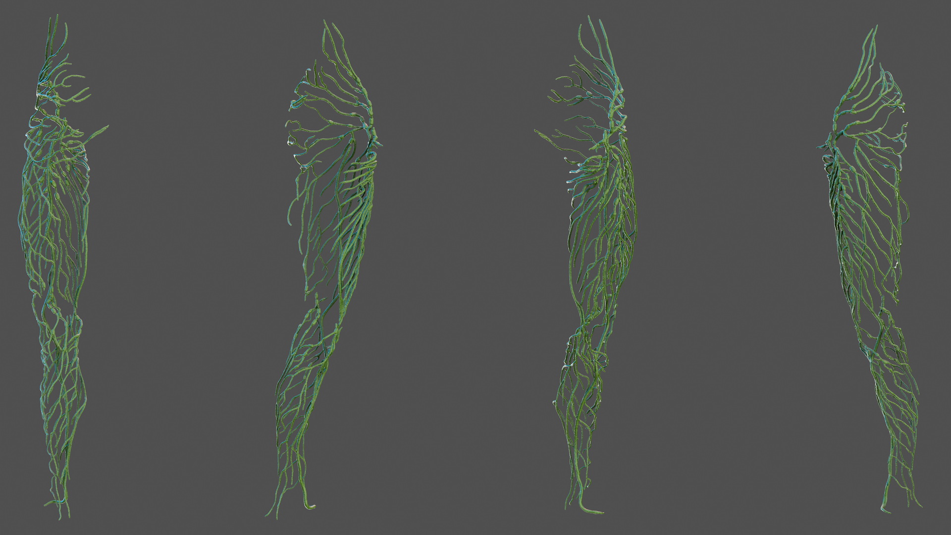 3D Human Leg Lymphatic System