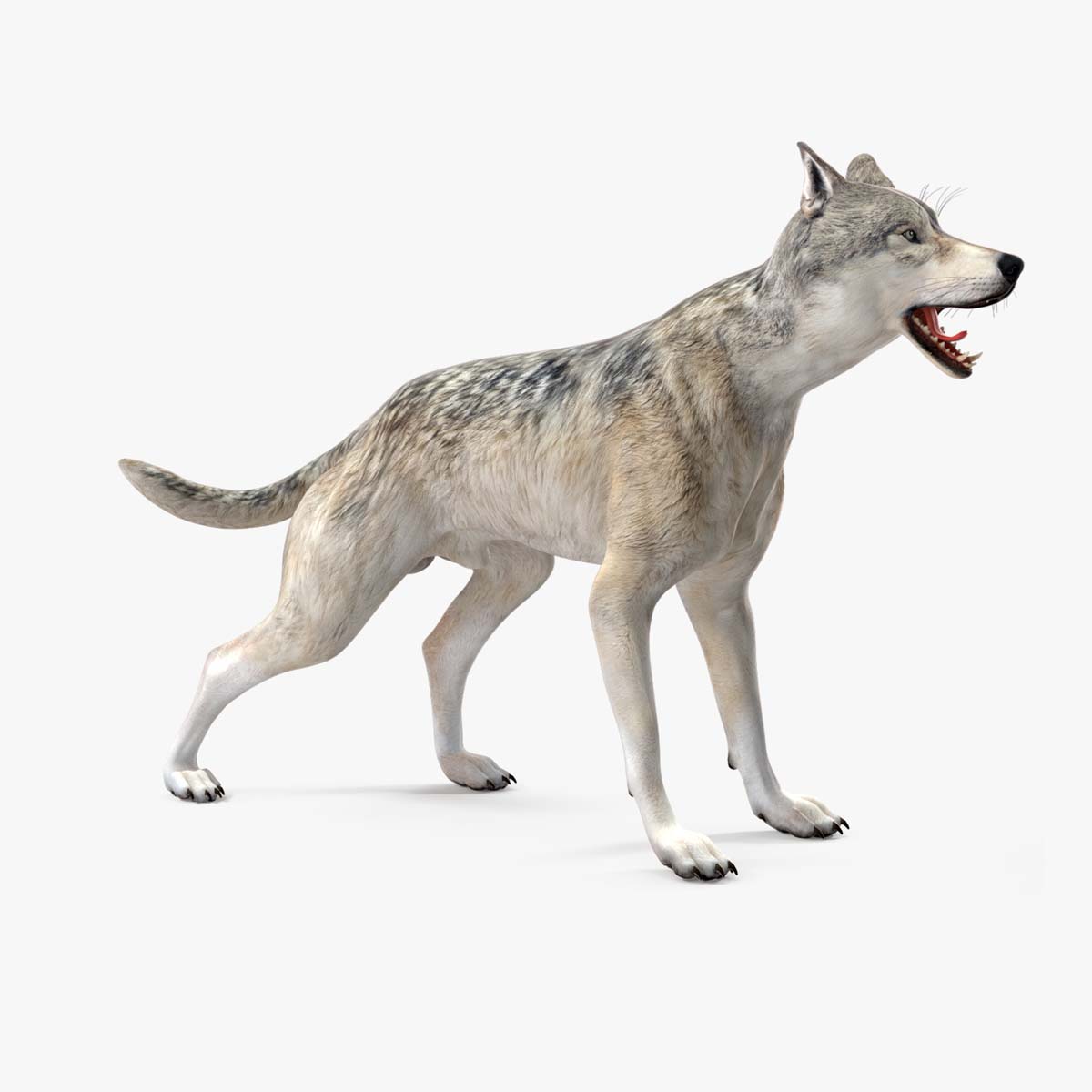 3D model Wolf Rigged for Maya
