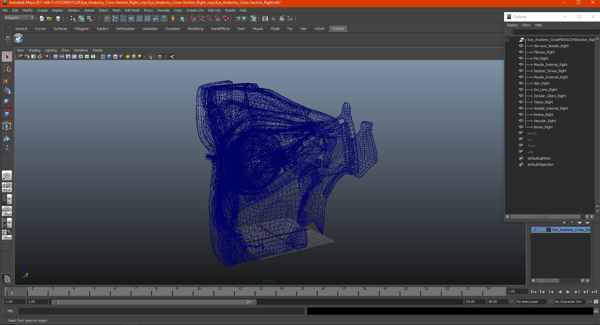 3D Eye Anatomy Cross-Section Right