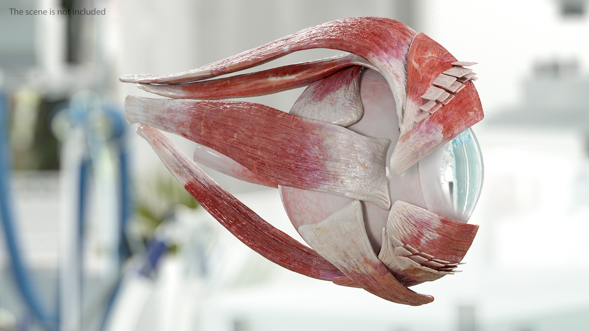 3D Eye Anatomy Cross-Section Right