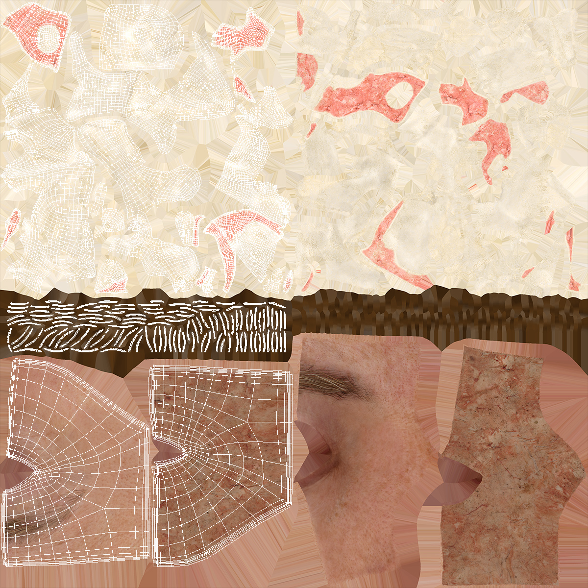 3D Eye Anatomy Cross-Section Right