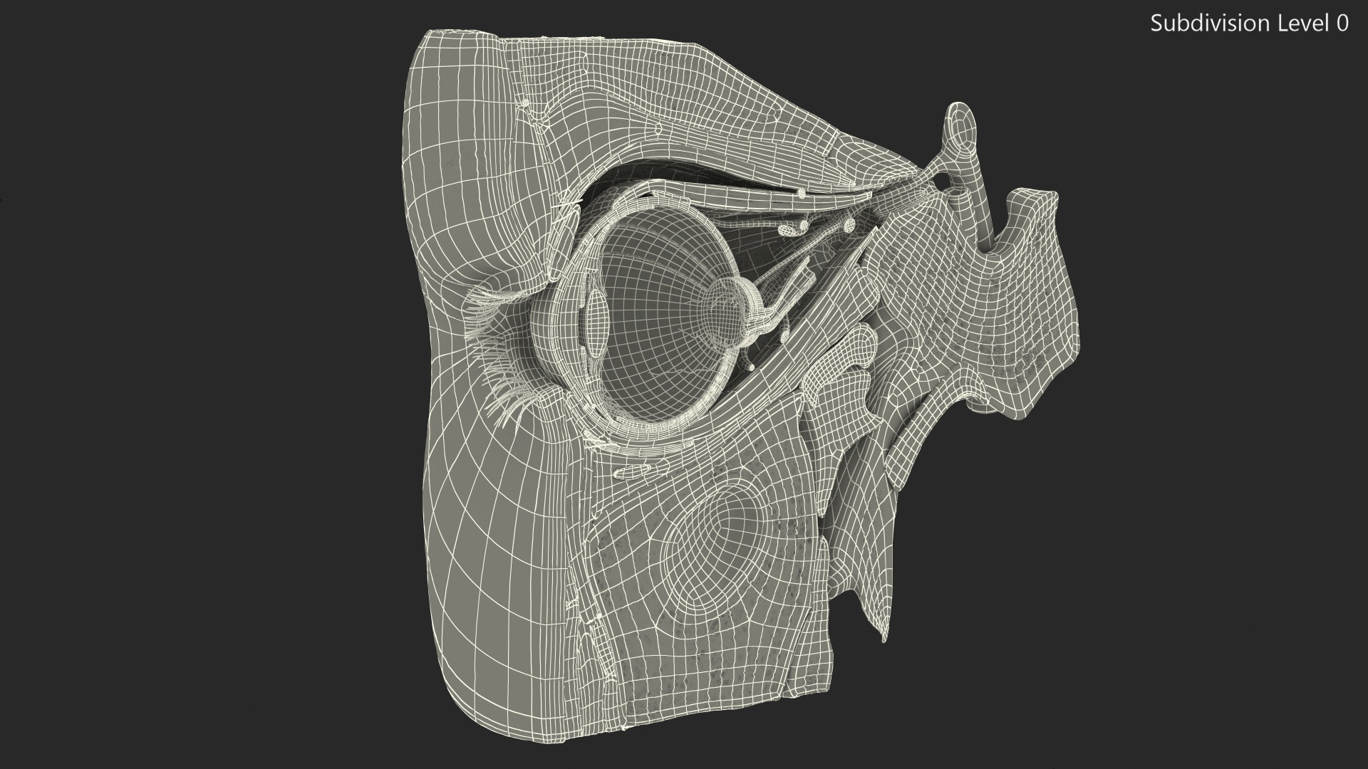 3D Eye Anatomy Cross-Section Right