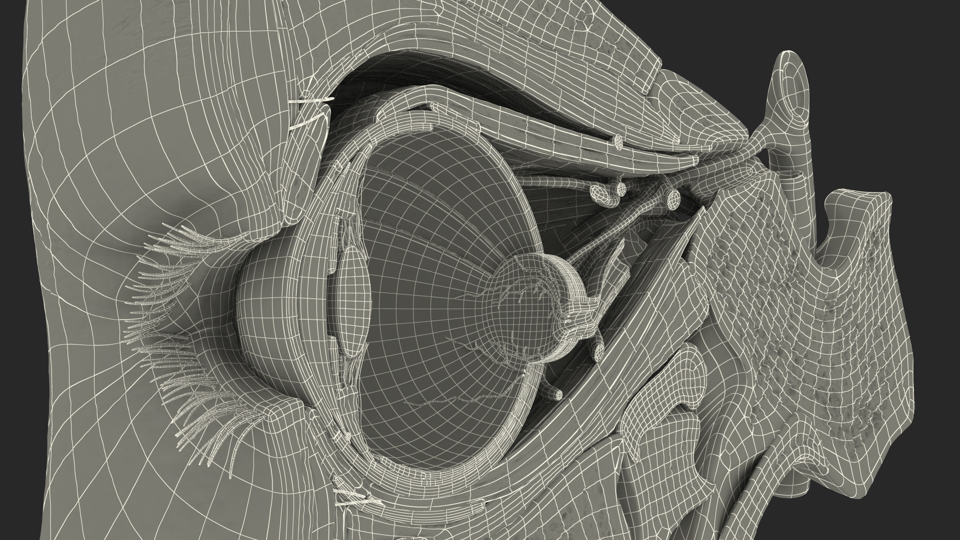 3D Eye Anatomy Cross-Section Right