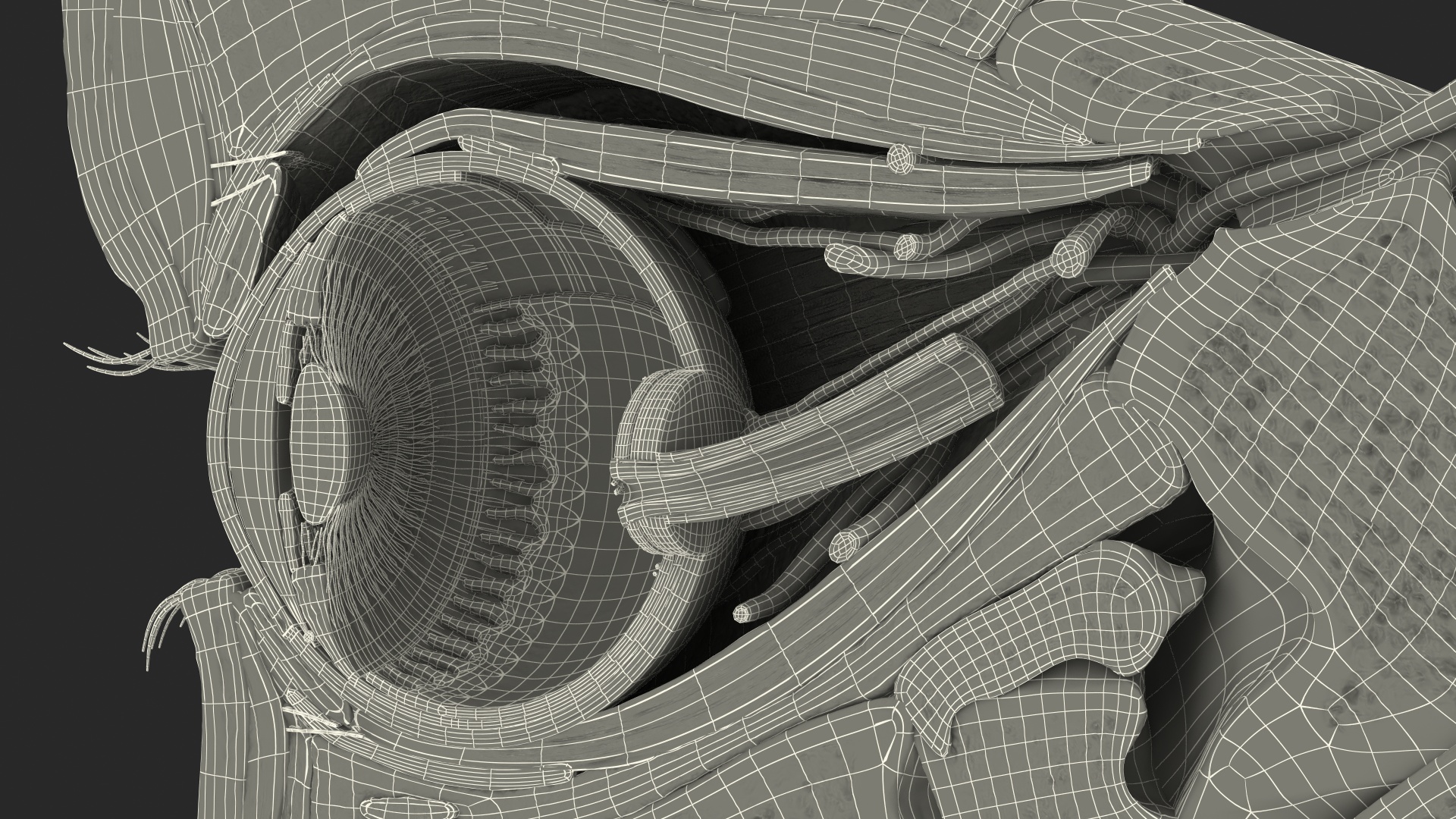 3D Eye Anatomy Cross-Section Right