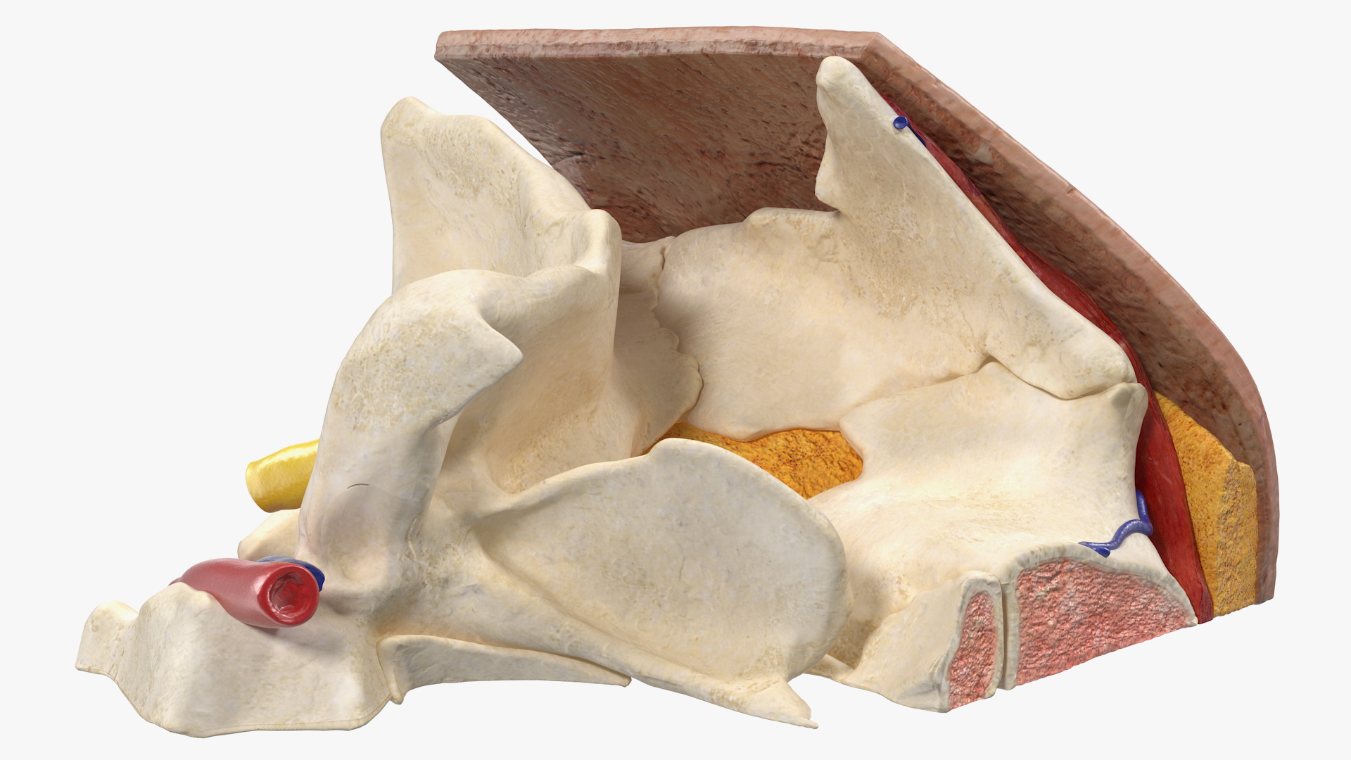 3D Eye Anatomy Cross-Section Right