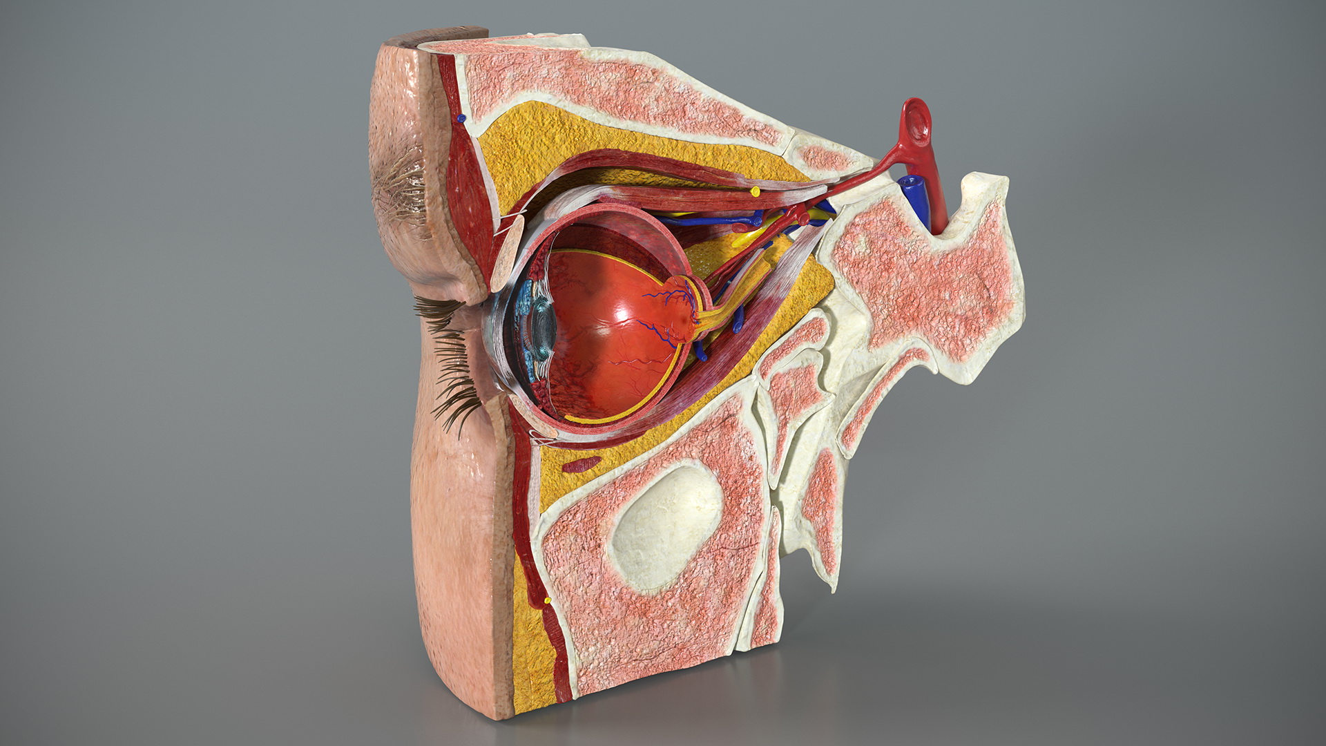 3D Eye Anatomy Cross-Section Right