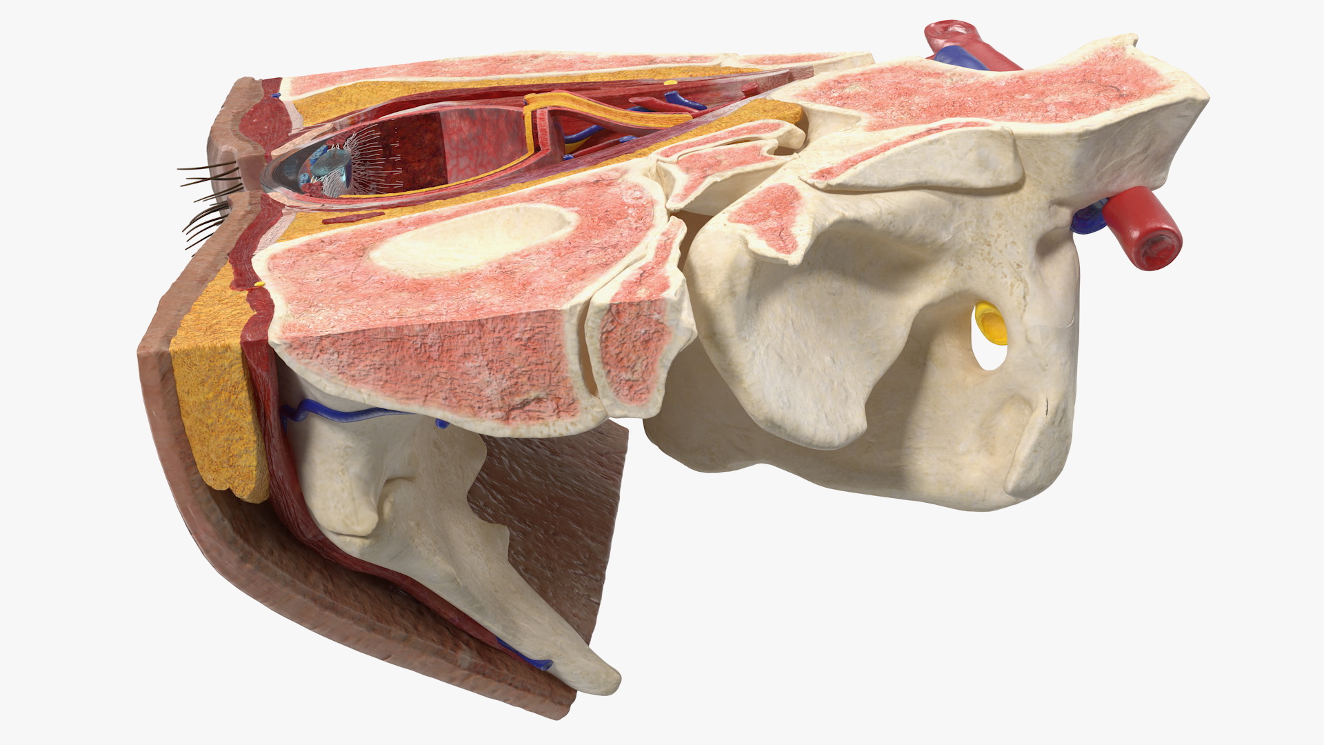 3D Eye Anatomy Cross-Section Right