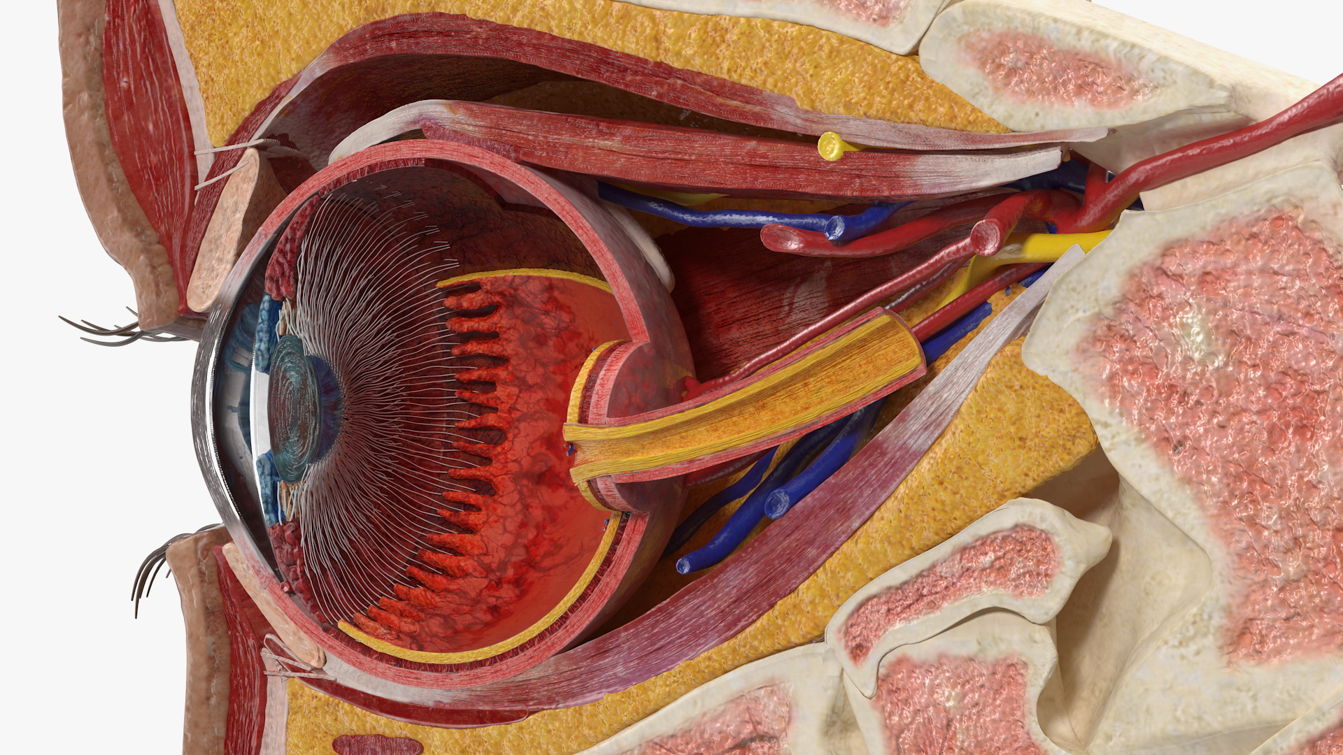 3D Eye Anatomy Cross-Section Right