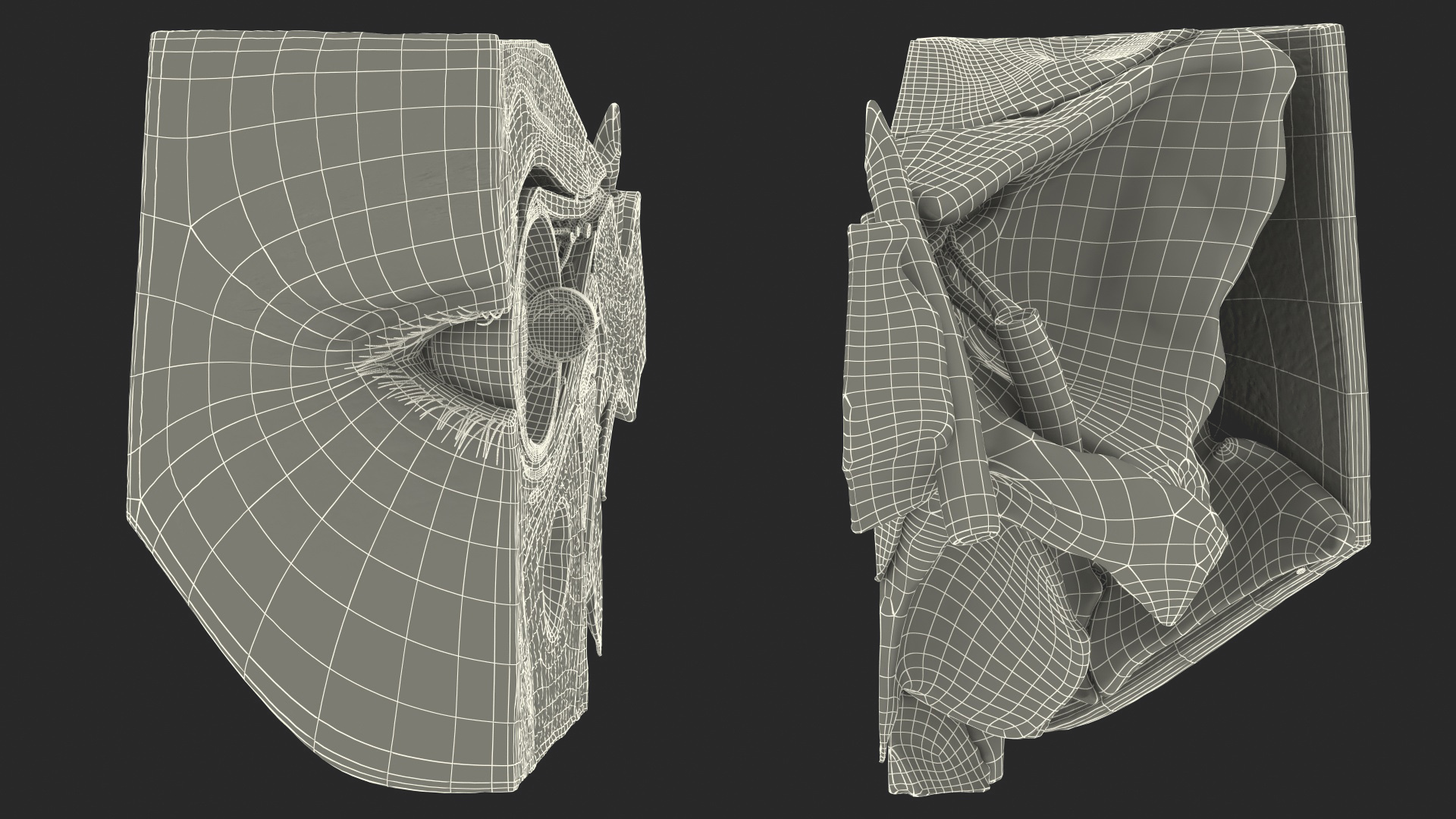 3D Eye Anatomy Cross-Section Right