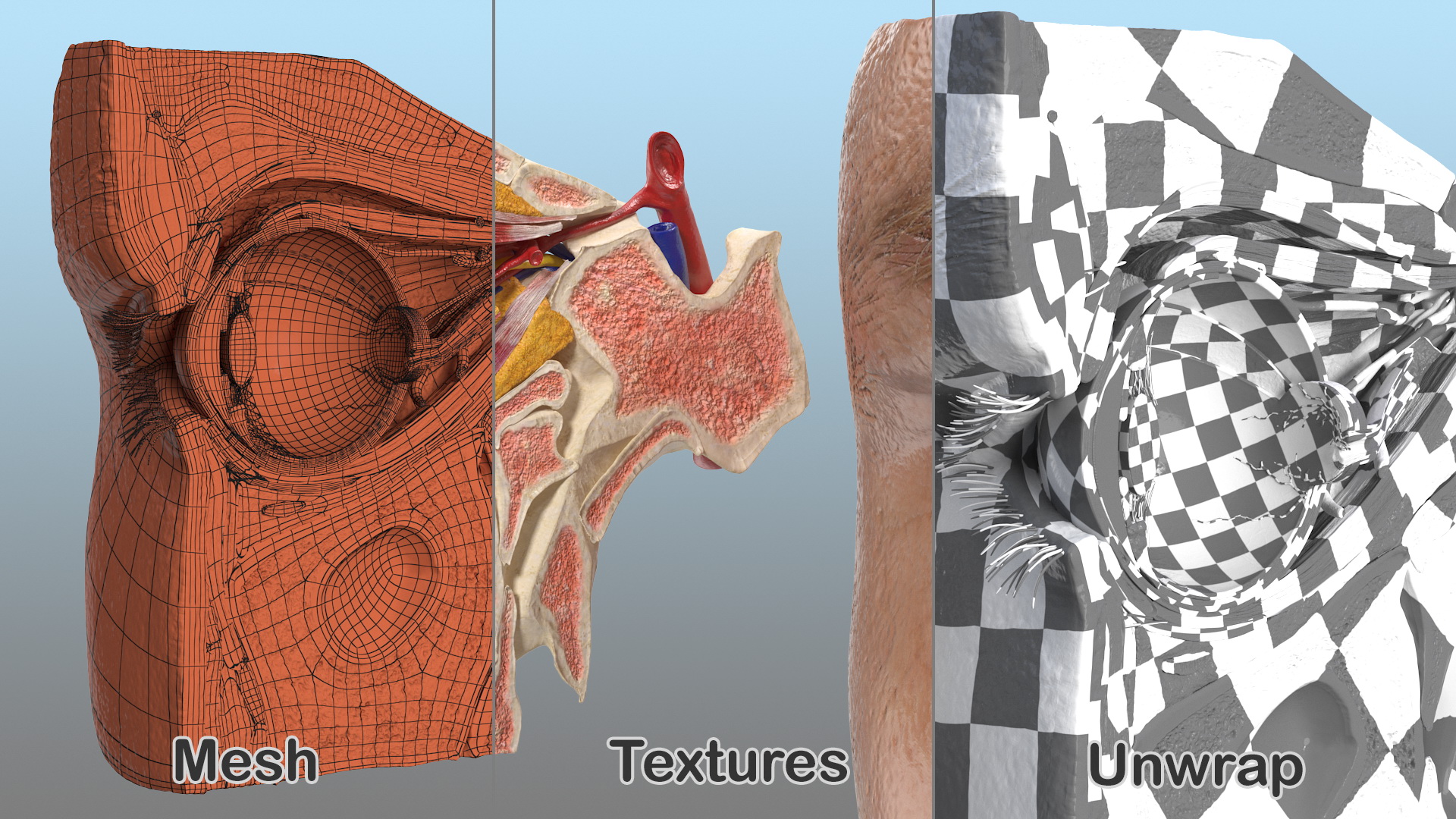 3D Eye Anatomy Cross-Section Right