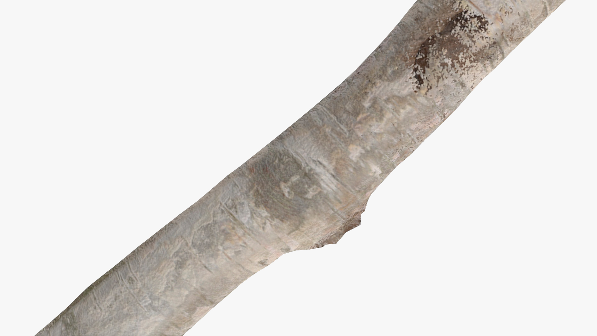 3D White Birch Poles Set