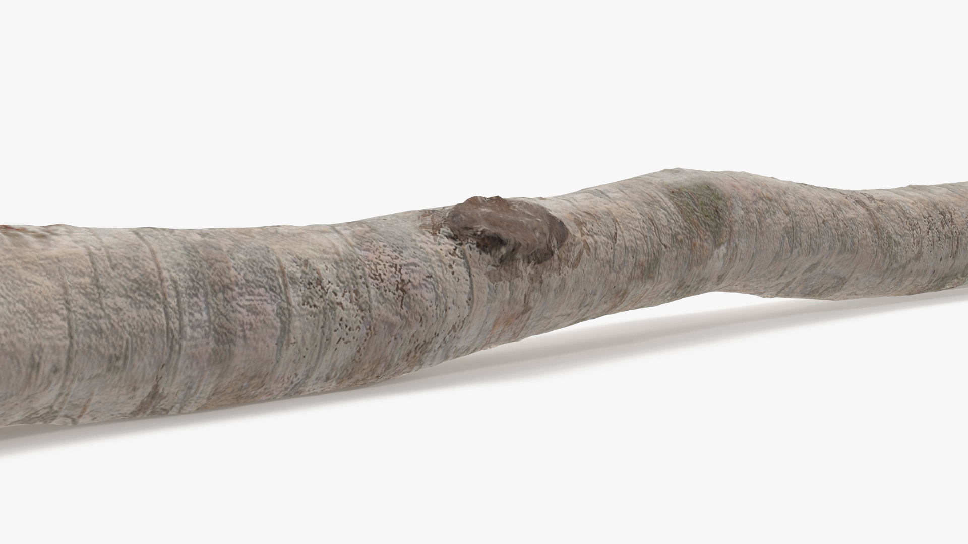 3D White Birch Poles Set