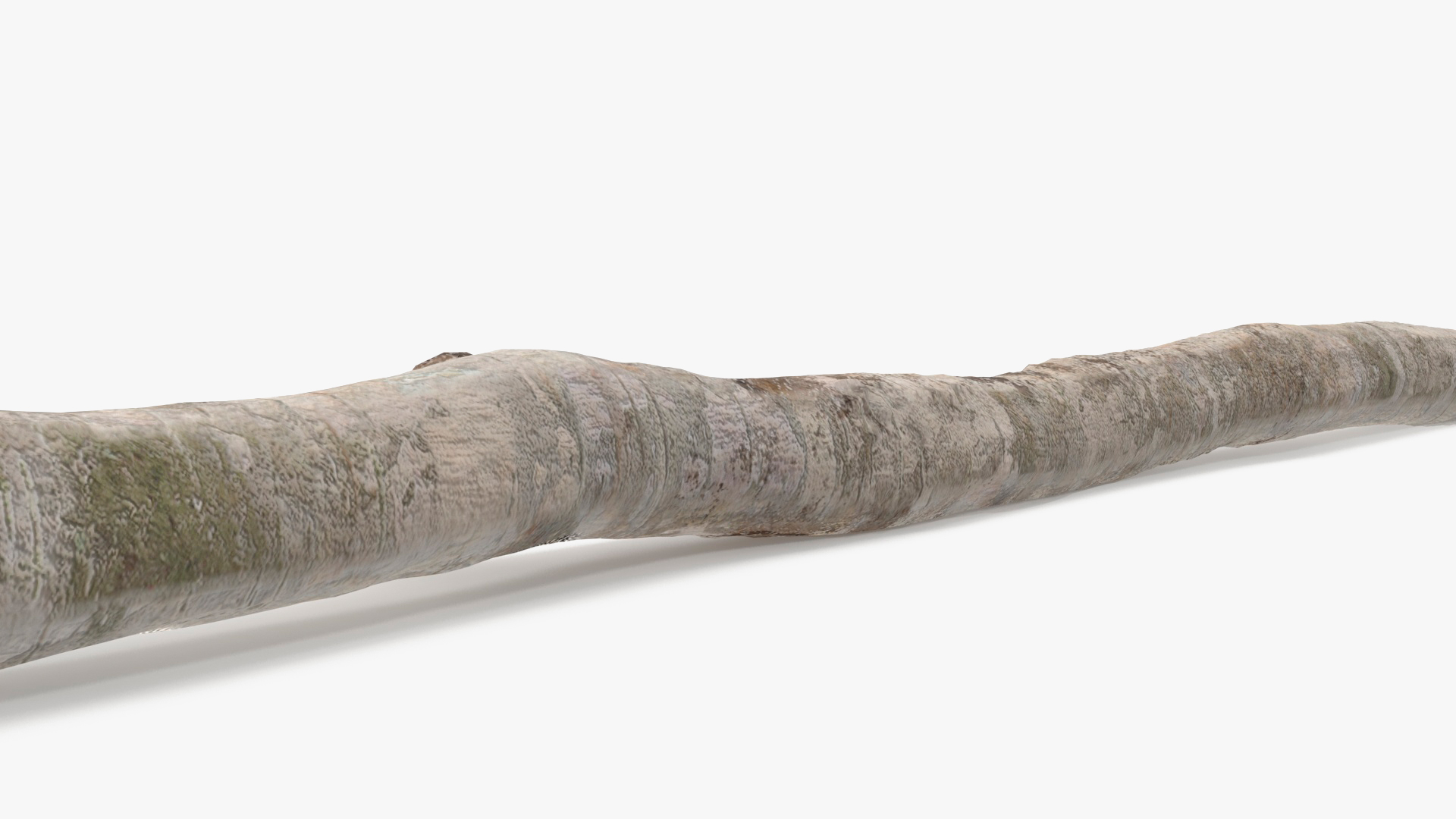 3D White Birch Poles Set