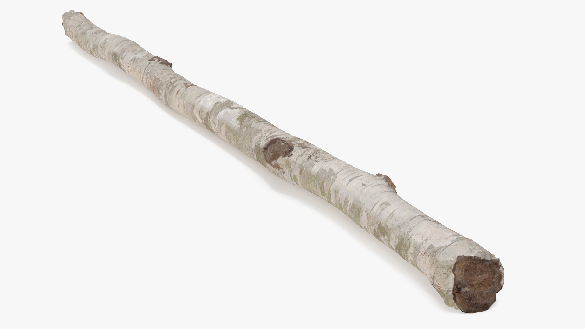 3D White Birch Poles Set
