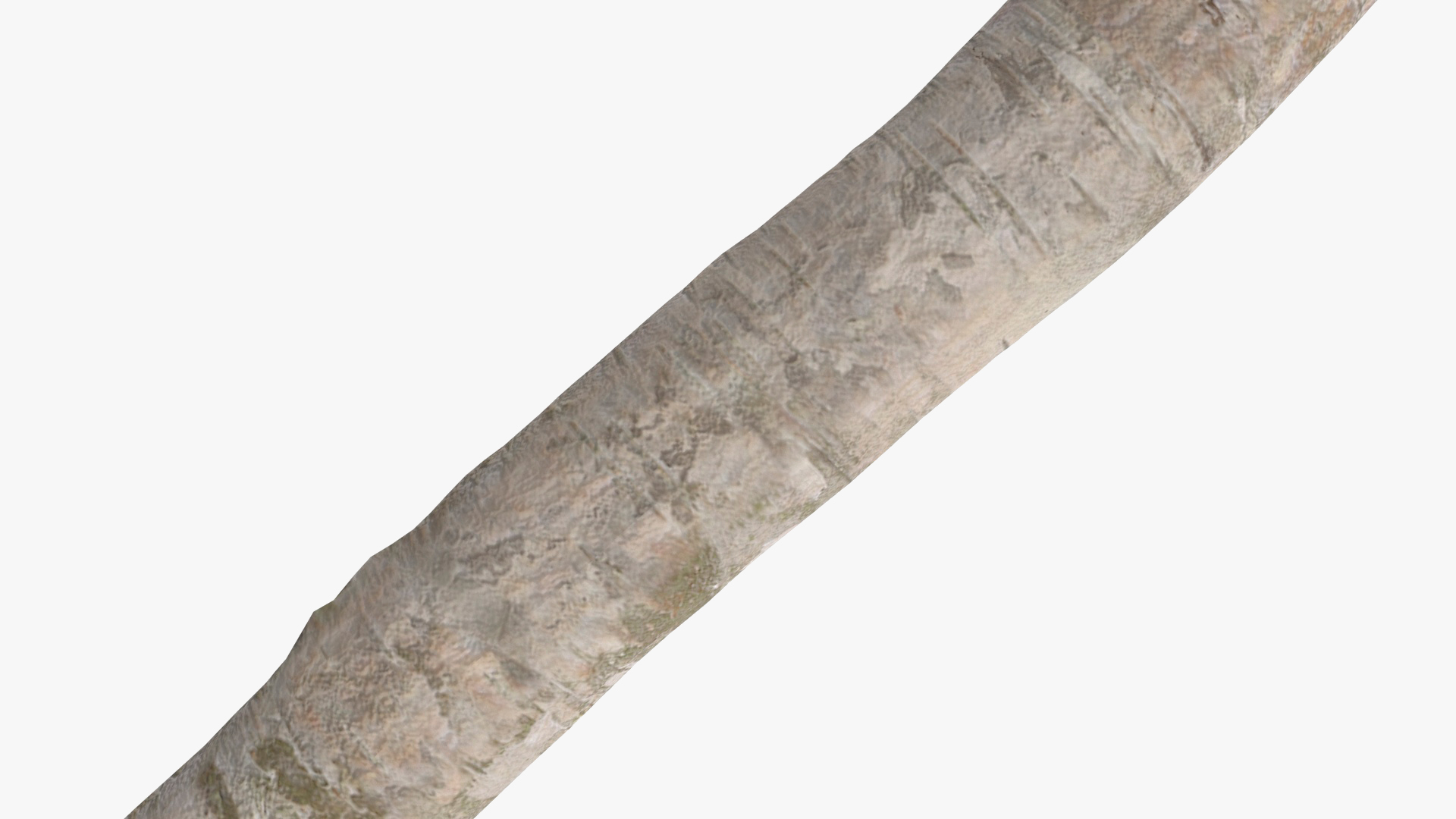 3D White Birch Poles Set