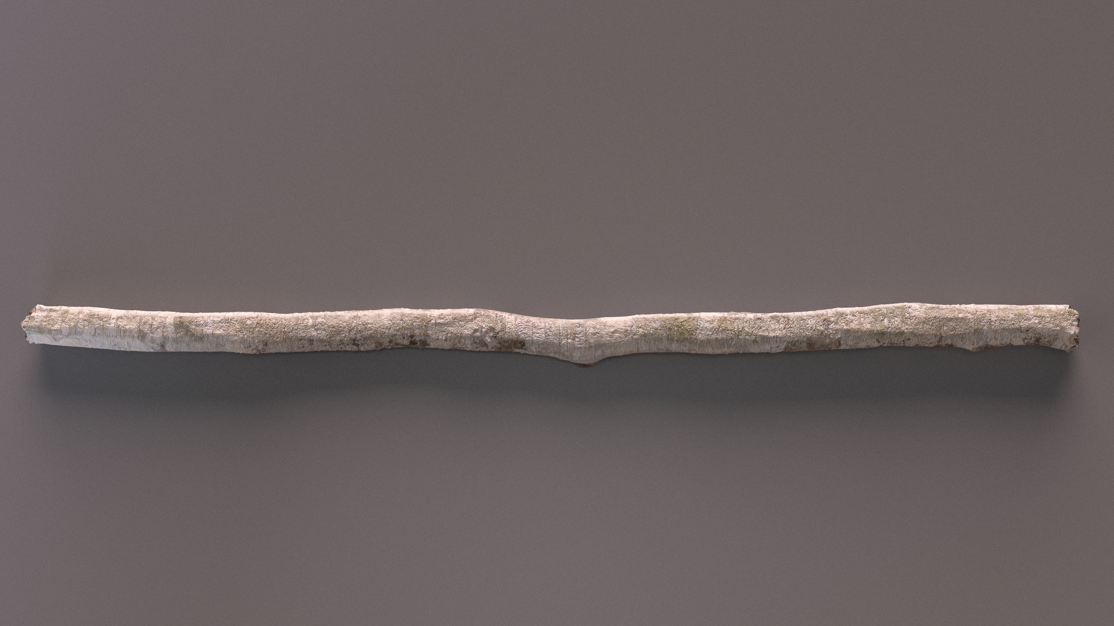3D White Birch Poles Set