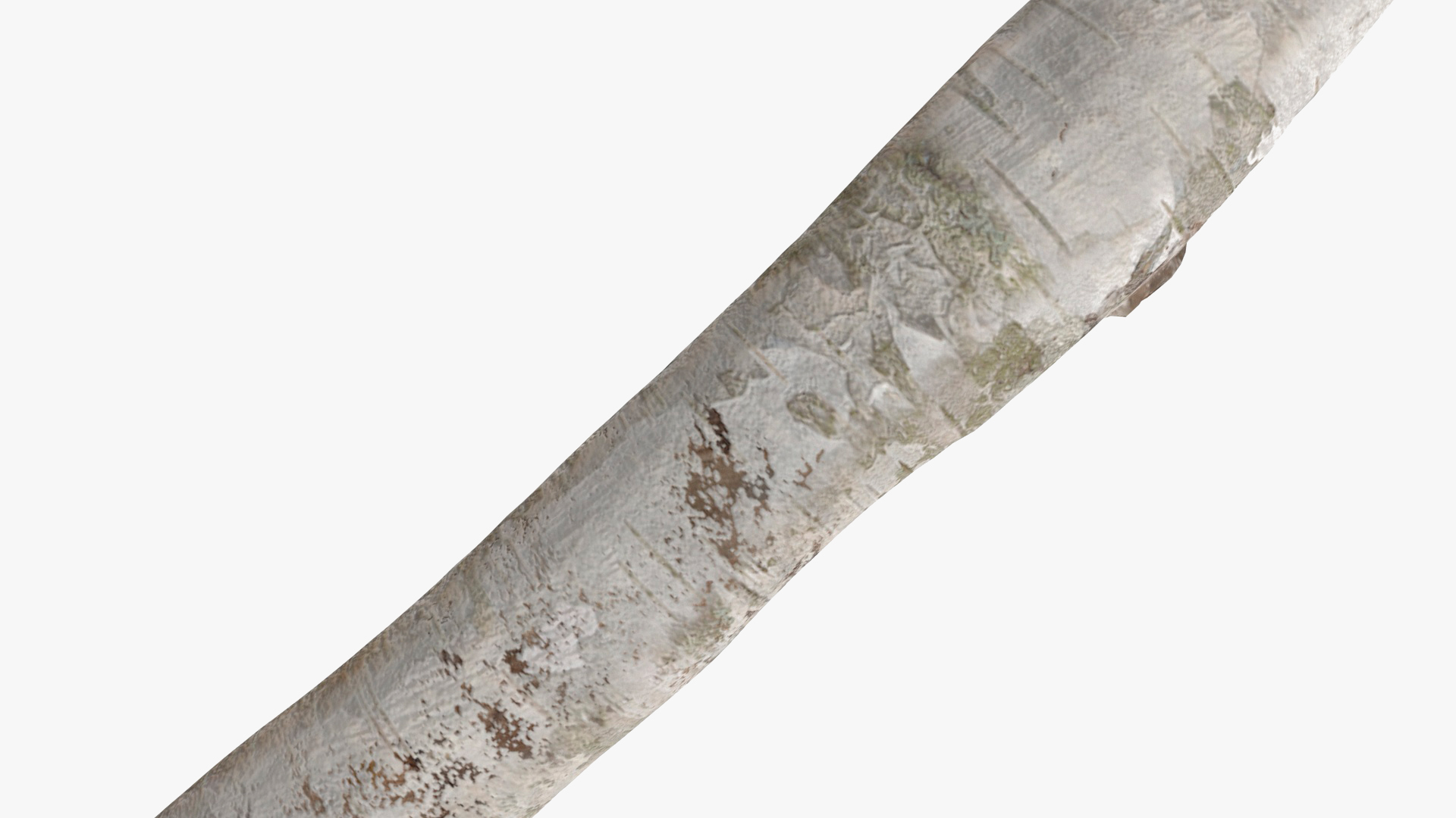 3D White Birch Poles Set