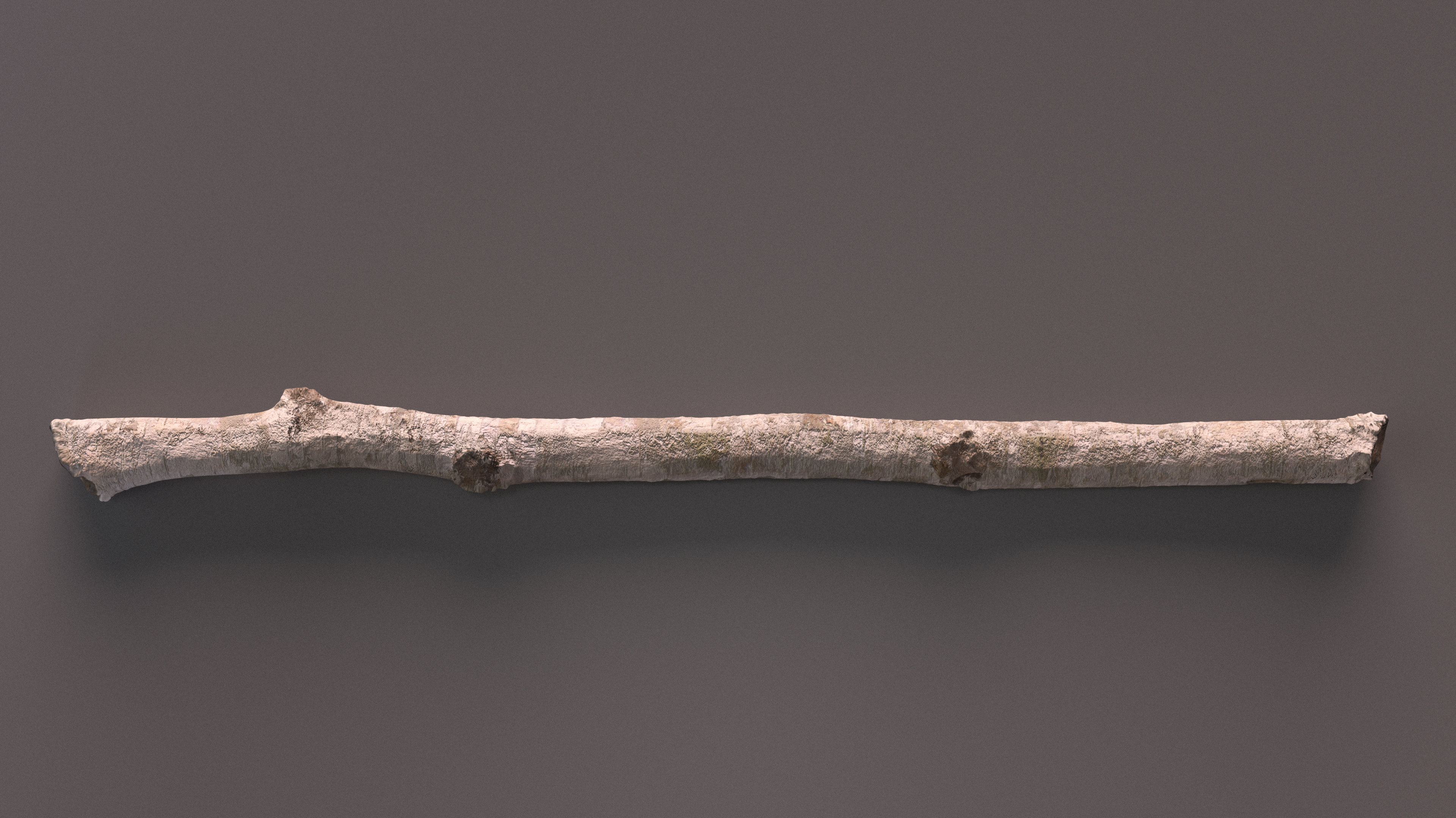 3D White Birch Poles Set