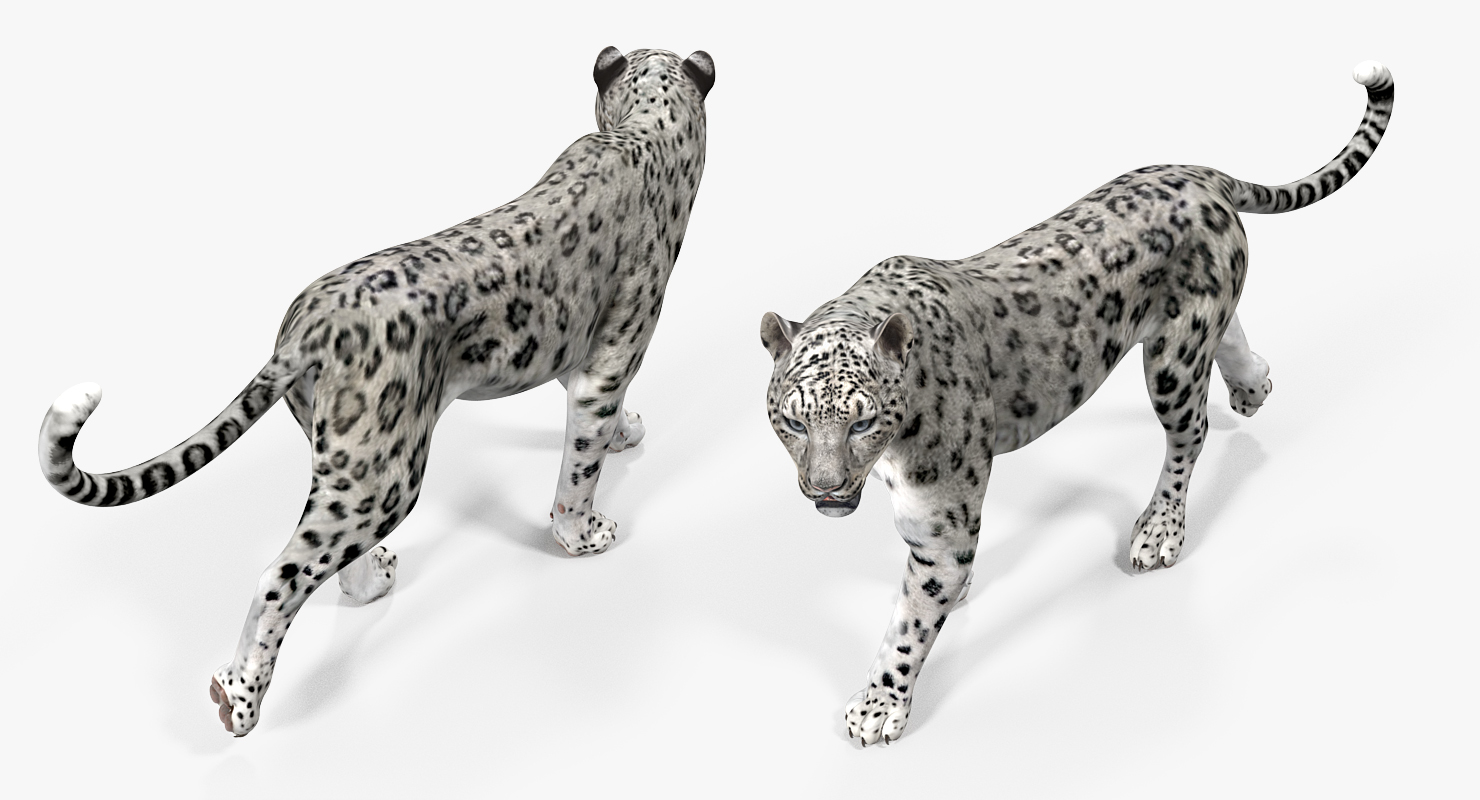 3D model Snow Leopard Walking Pose