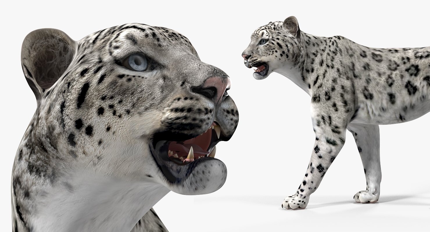 3D model Snow Leopard Walking Pose