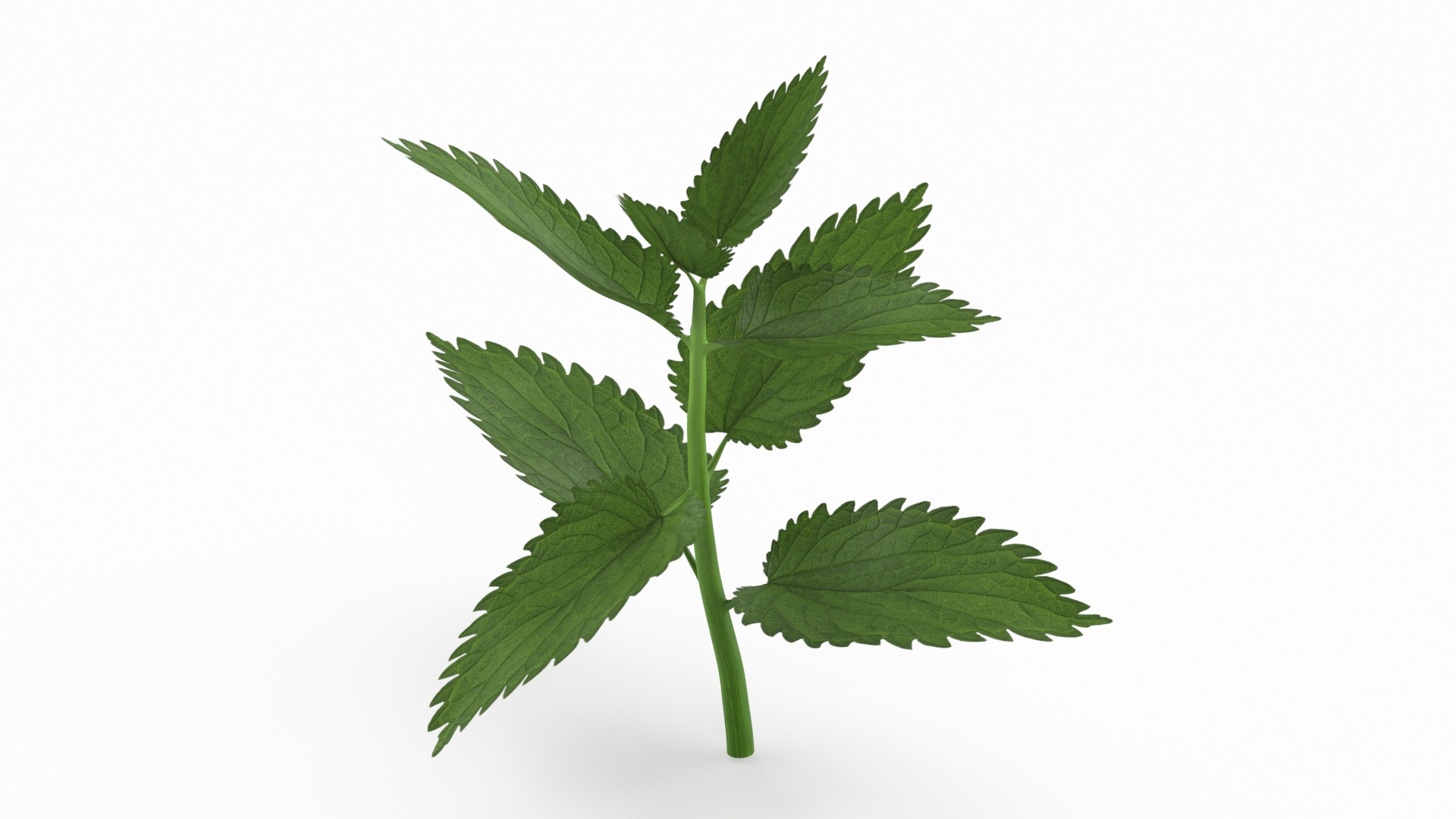 Plant Sprout 3D