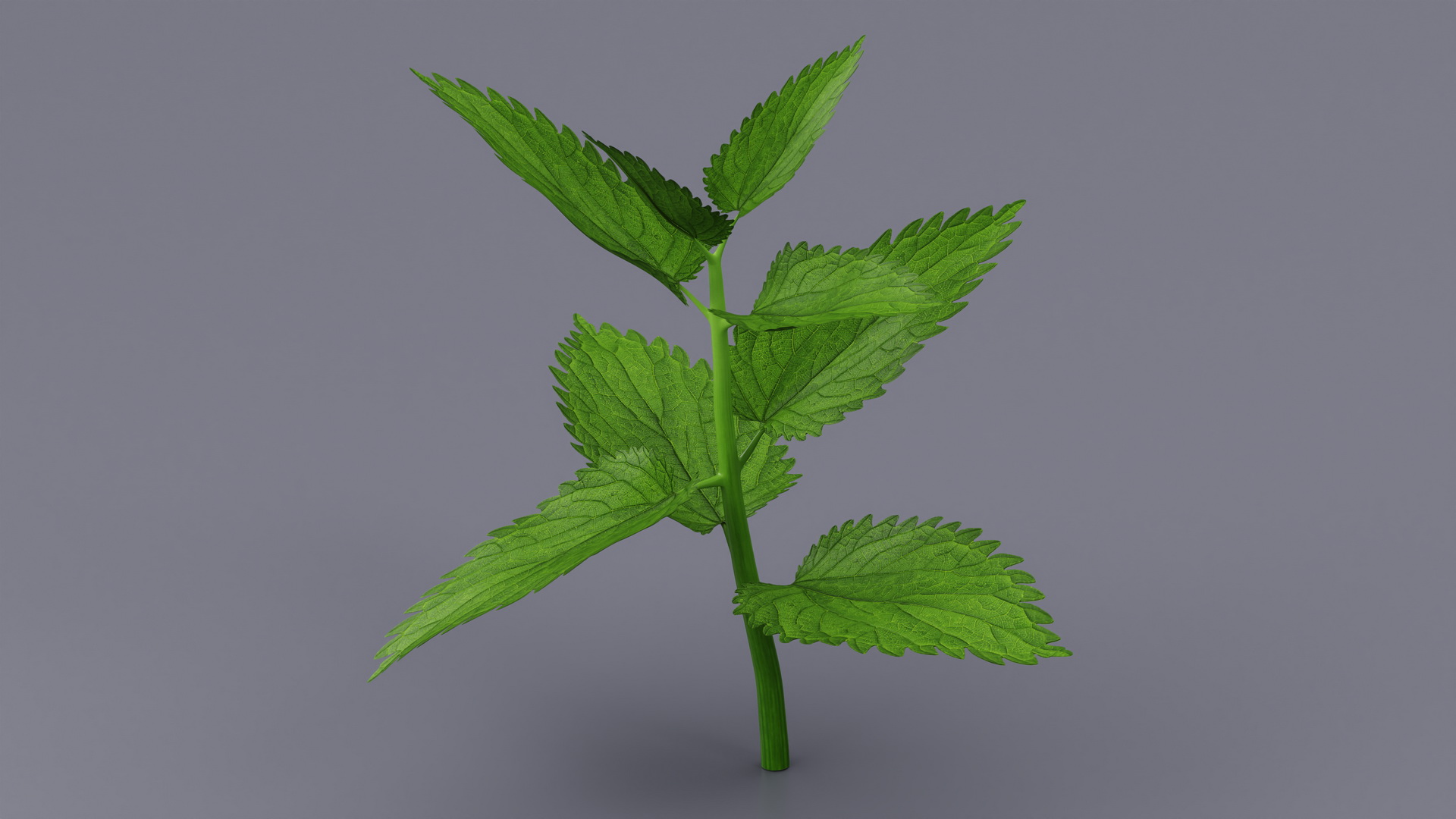 Plant Sprout 3D