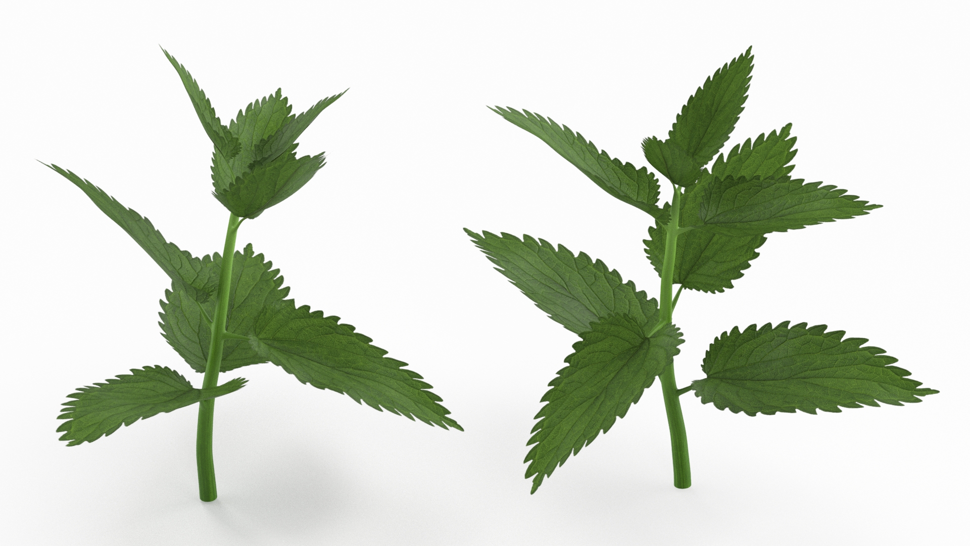 Plant Sprout 3D