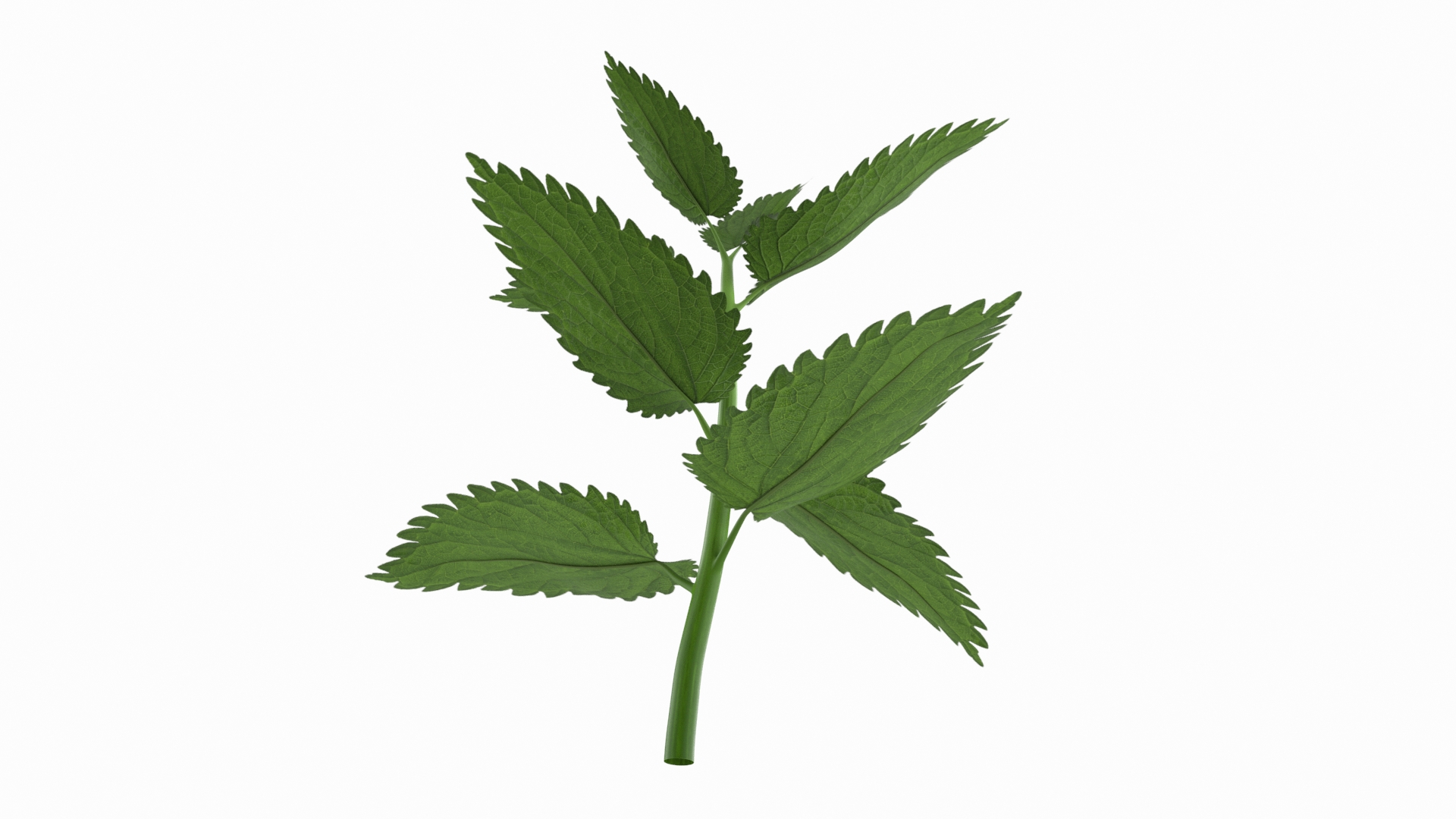 Plant Sprout 3D