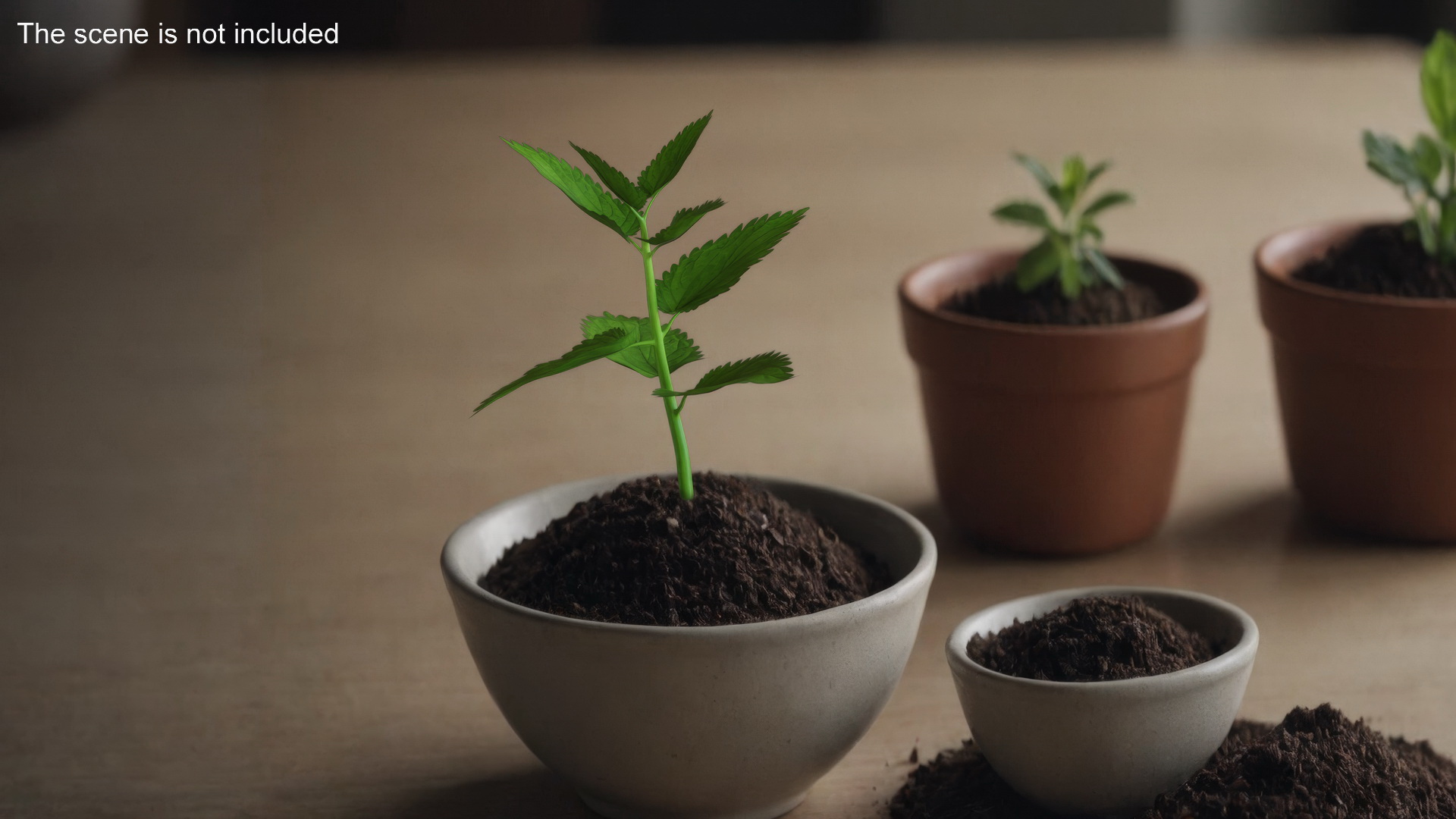Plant Sprout 3D