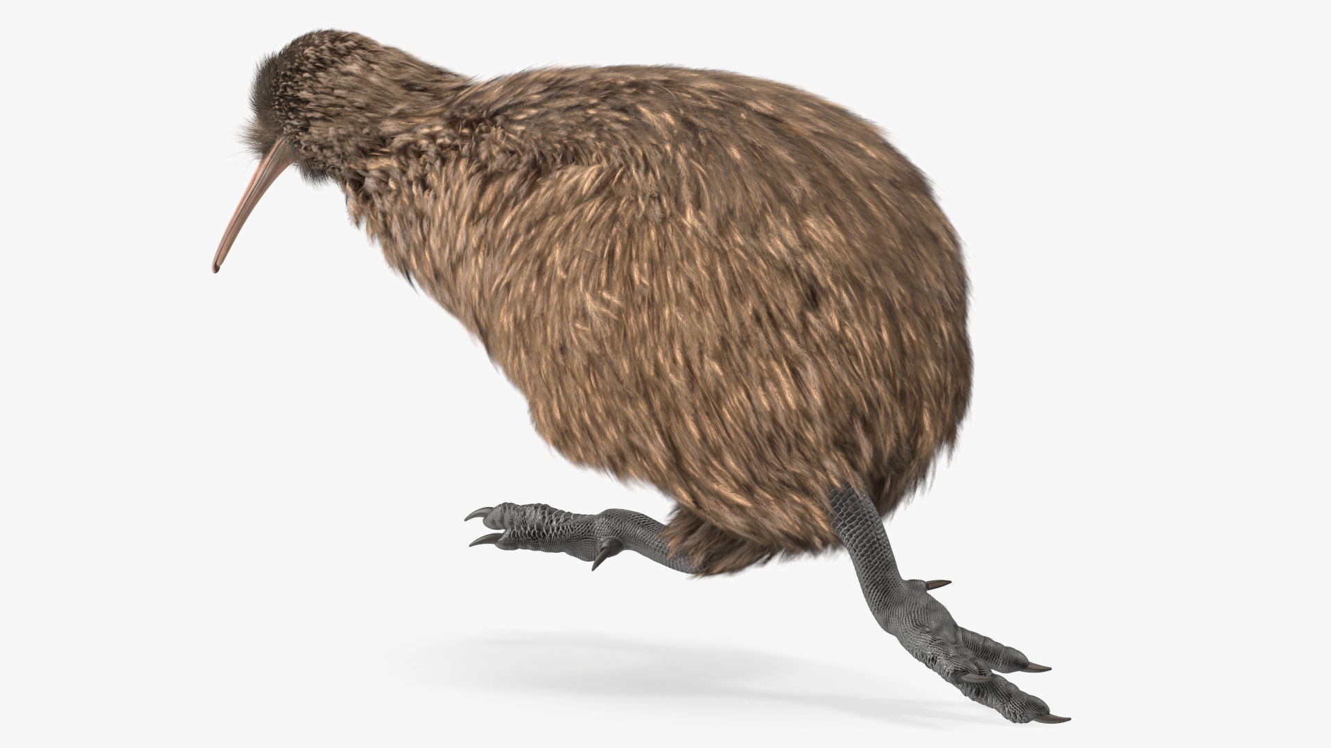 Run Pose Kiwi Bird Fur 3D