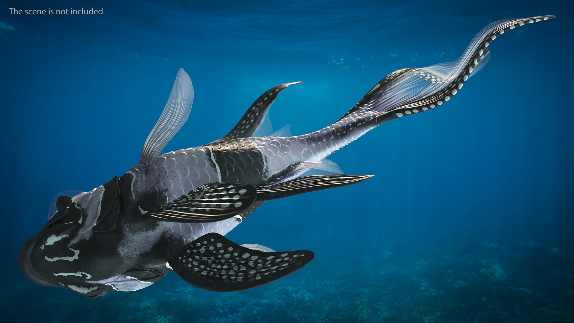 Longfin Cardinalfish Rigged 3D