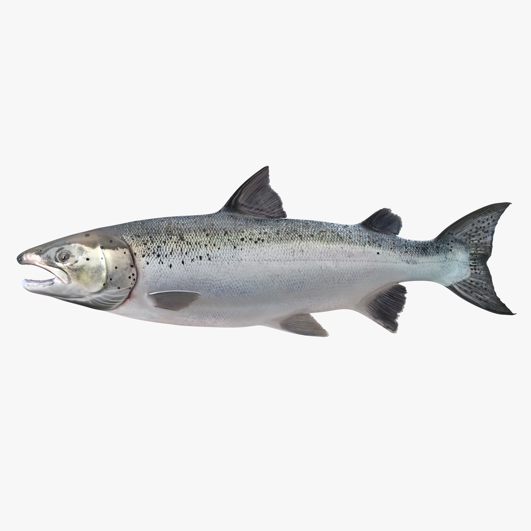 Atlantic Salmon Fish, view 11