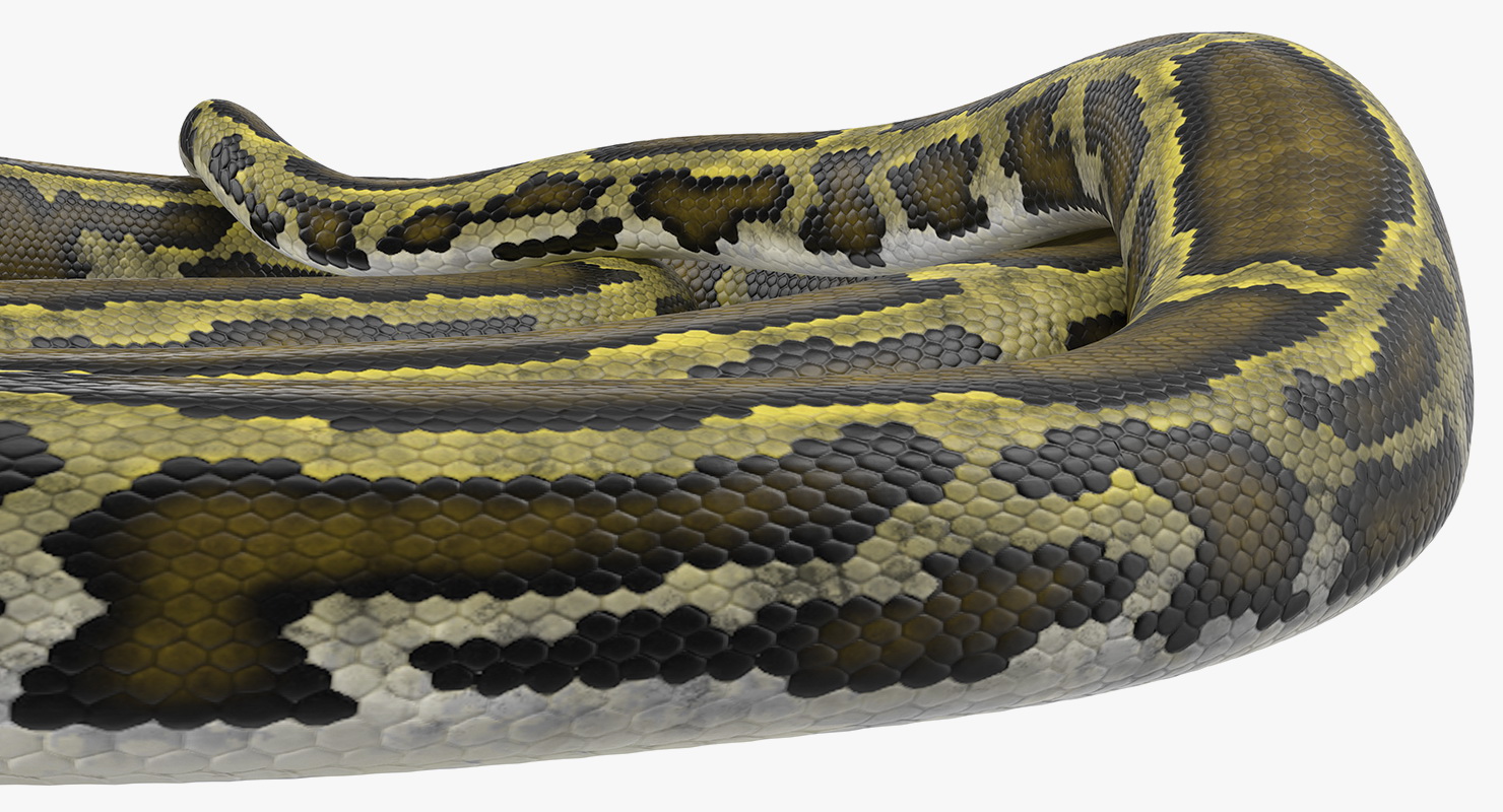 3D model Green Python Snake Curled pose