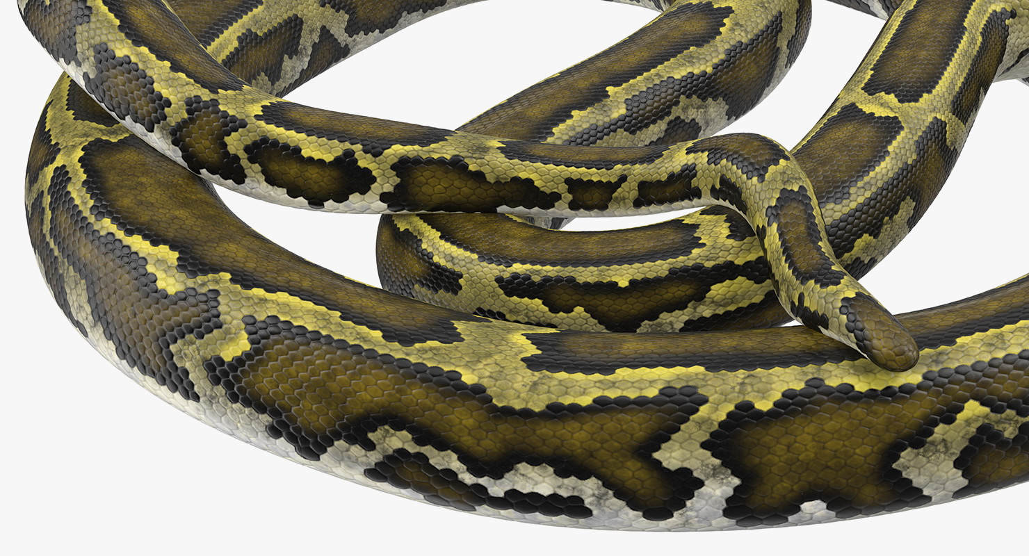 3D model Green Python Snake Curled pose