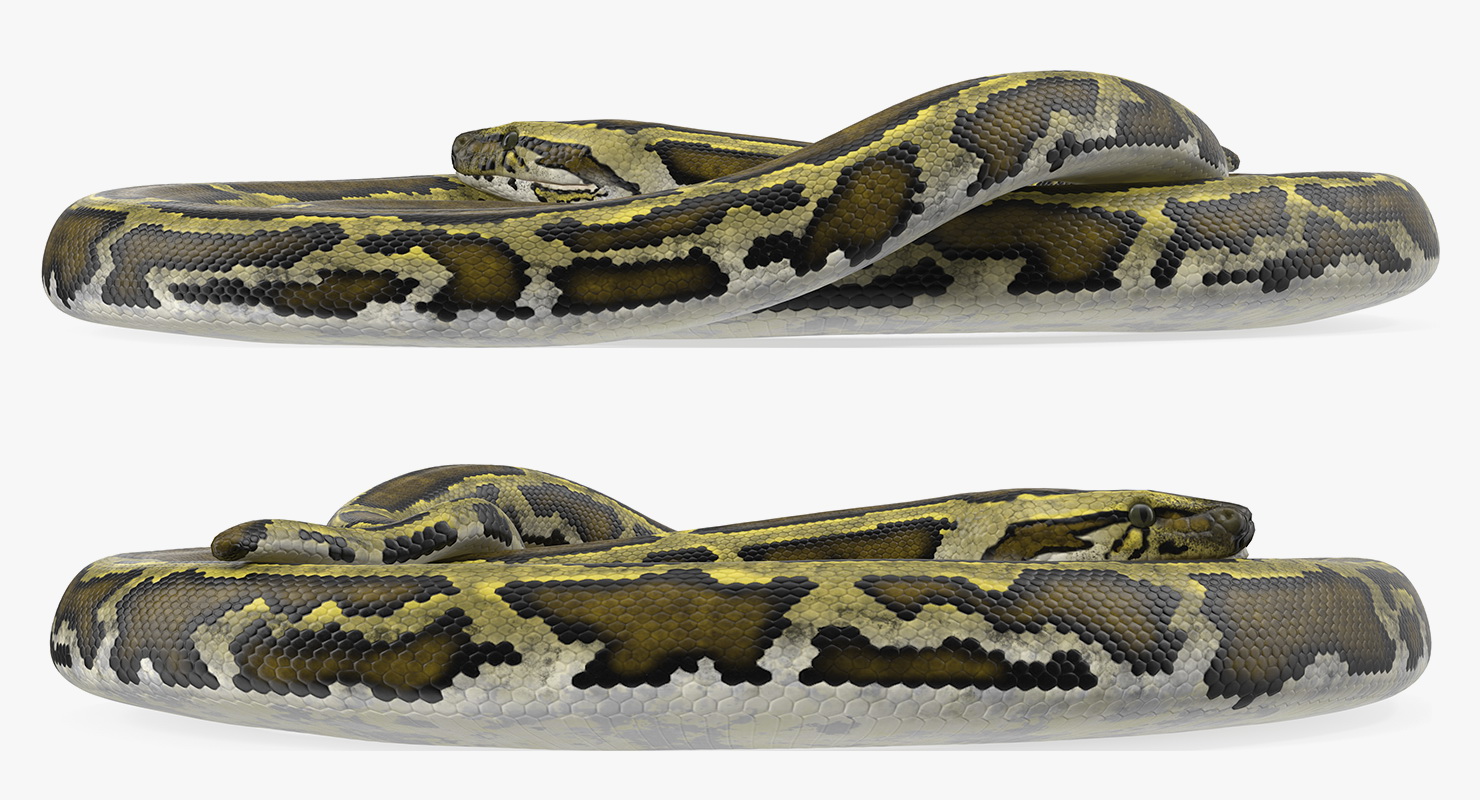 3D model Green Python Snake Curled pose