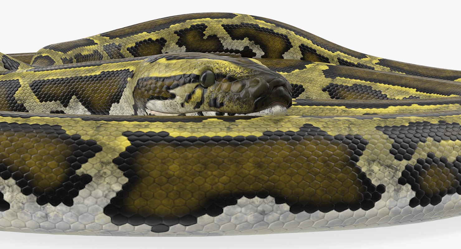 3D model Green Python Snake Curled pose