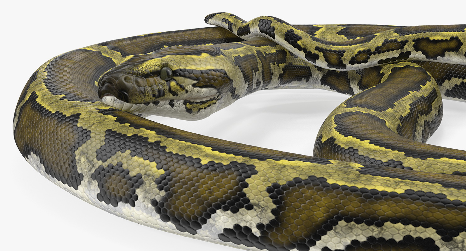 3D model Green Python Snake Curled pose