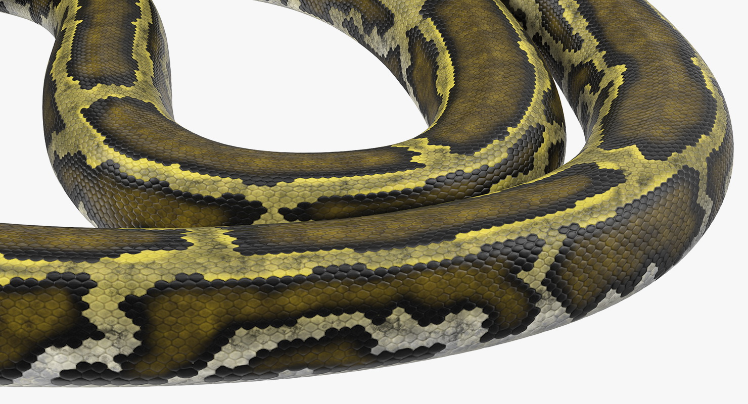 3D model Green Python Snake Curled pose