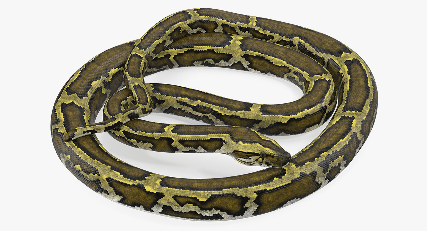 3D model Green Python Snake Curled pose