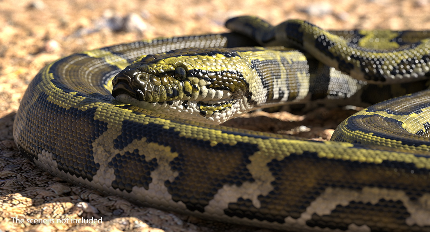 3D model Green Python Snake Curled pose