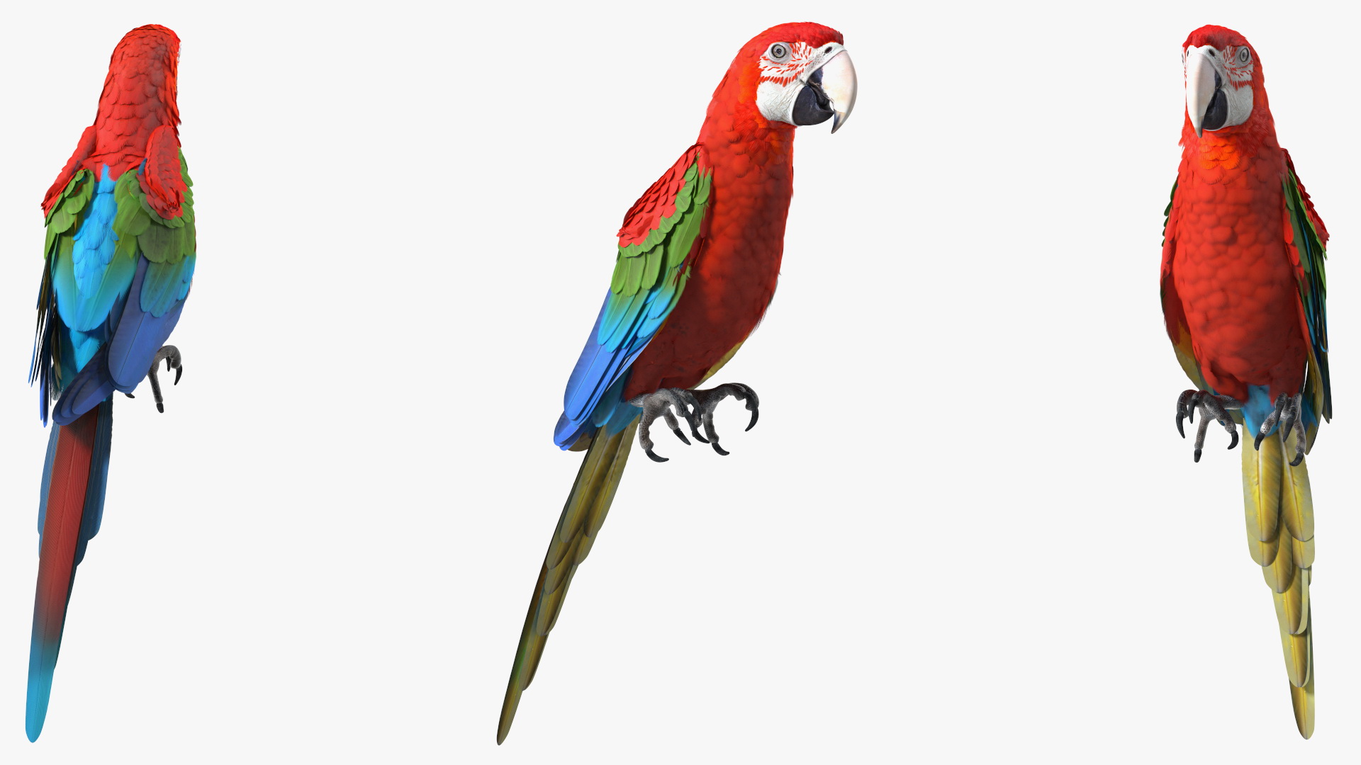 Red and Green Macaw Parrot Sitting Pose 3D model