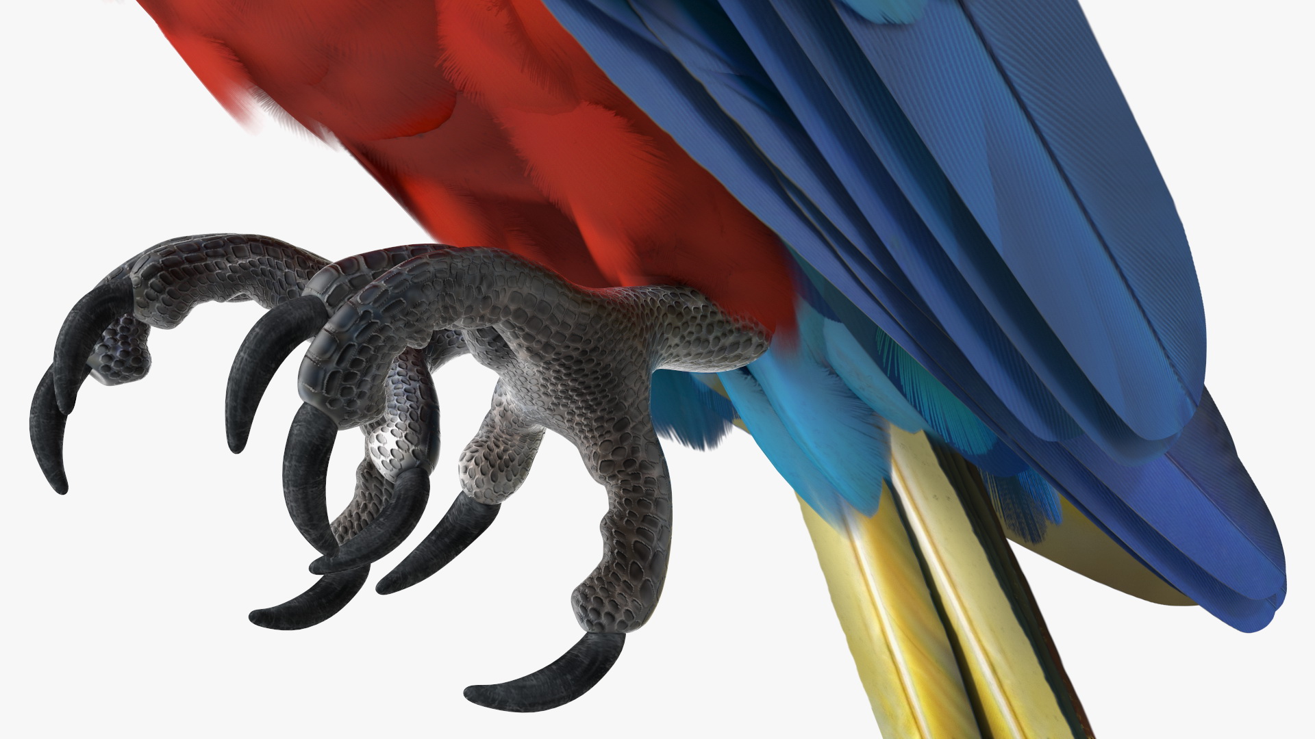 Red and Green Macaw Parrot Sitting Pose 3D model